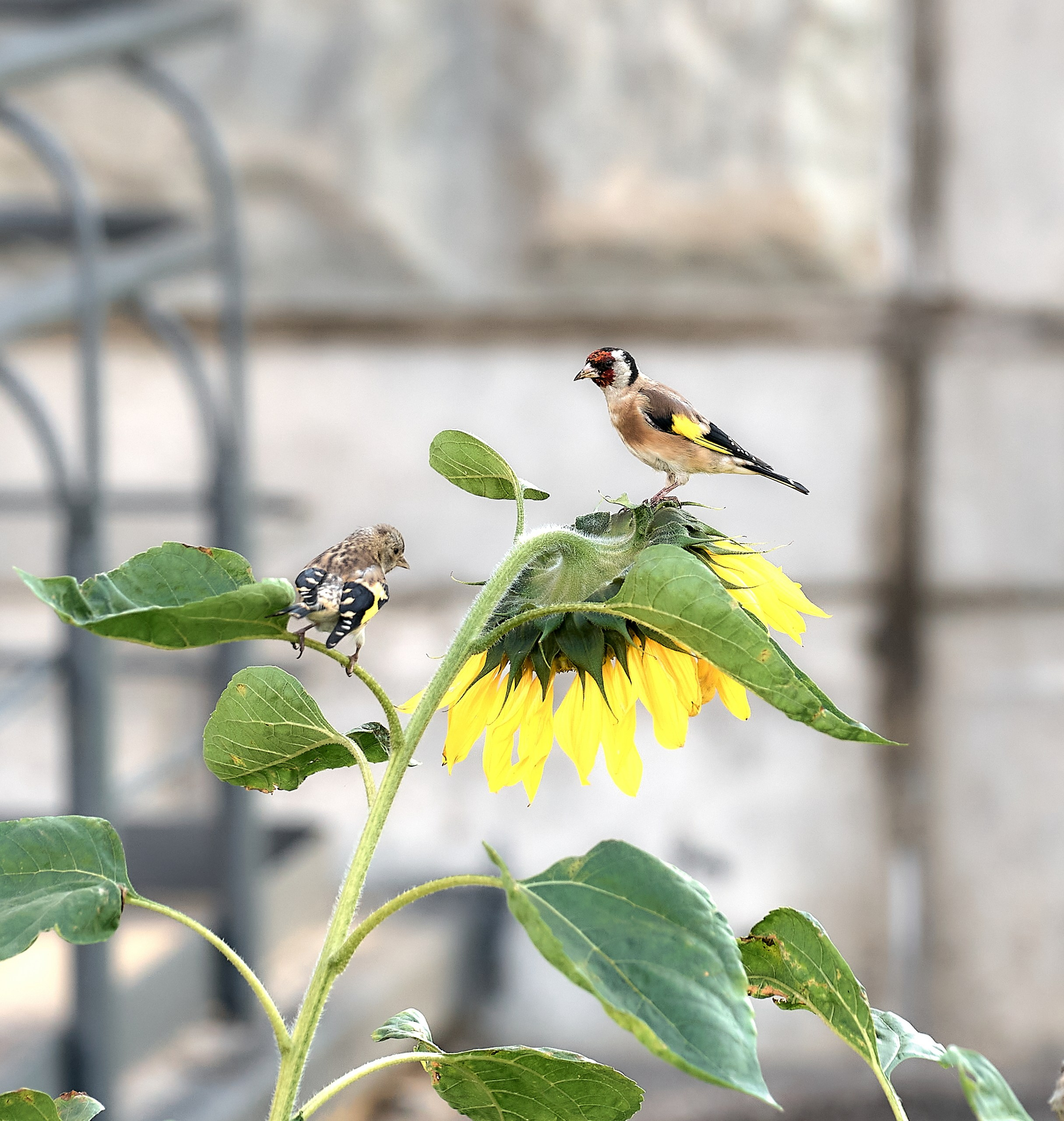 Фото птиц — галерея NATRIEL