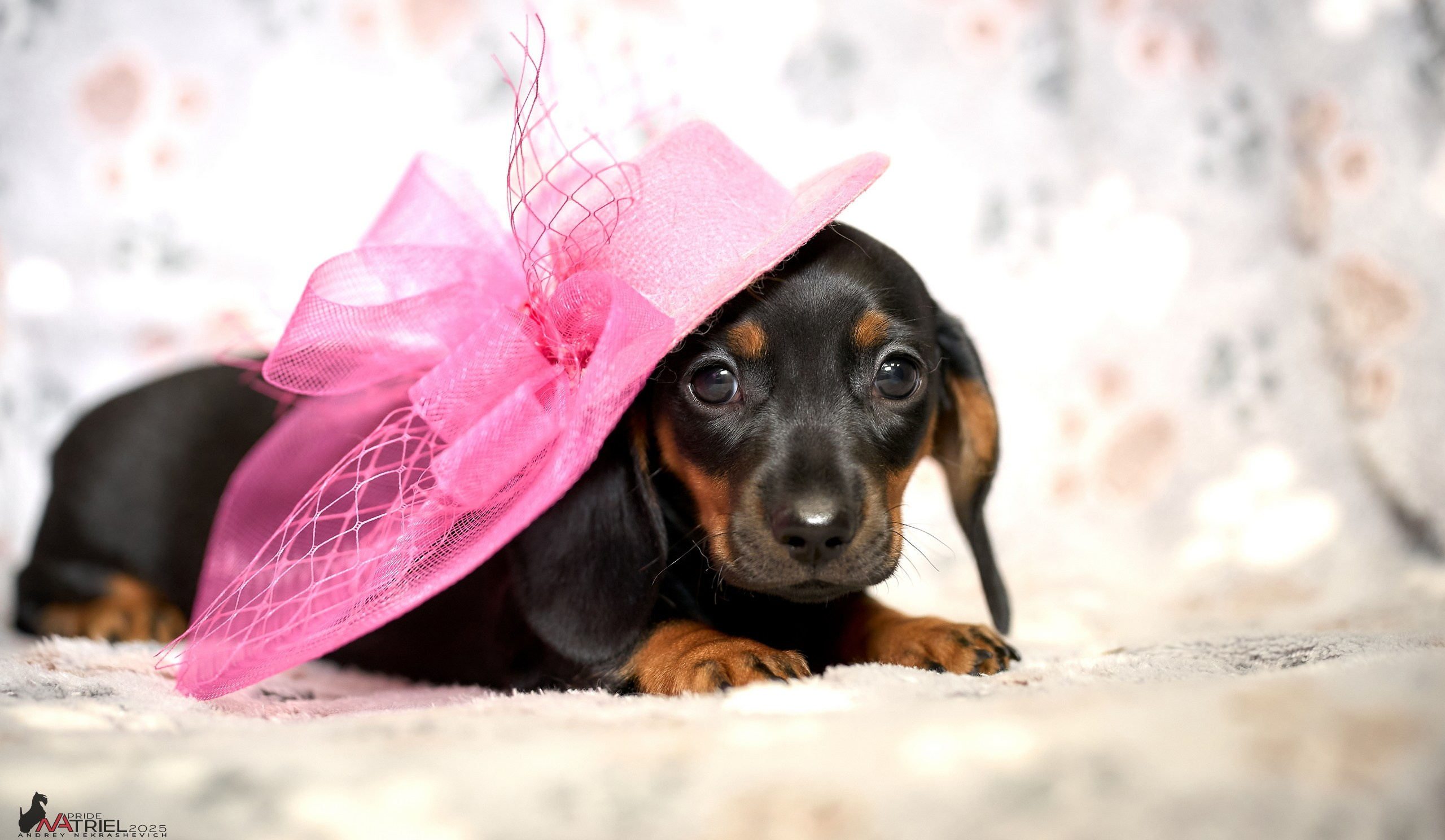 Съемка щенков таксы с мобильным светом