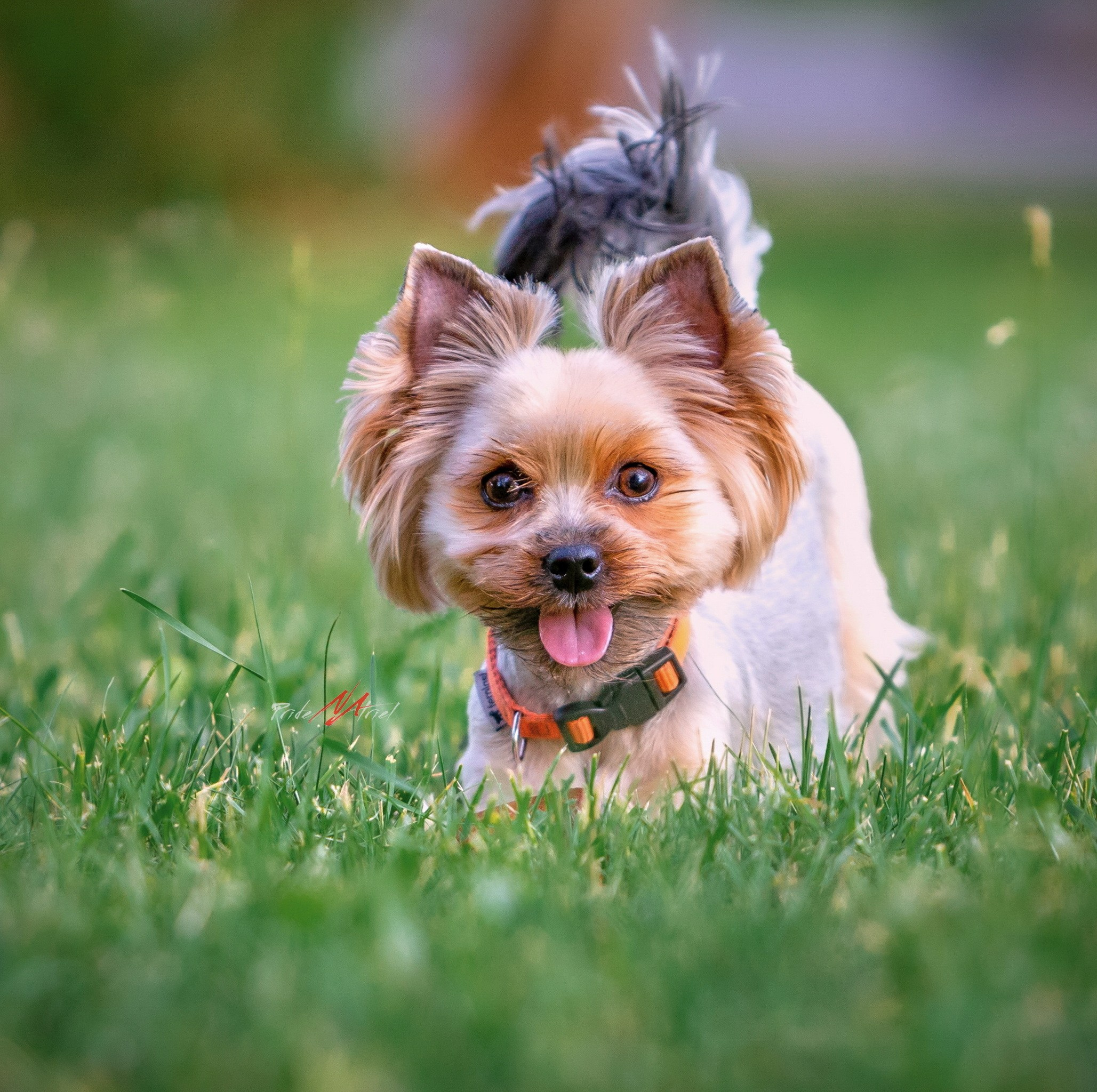 Йоркширский терьер Циля