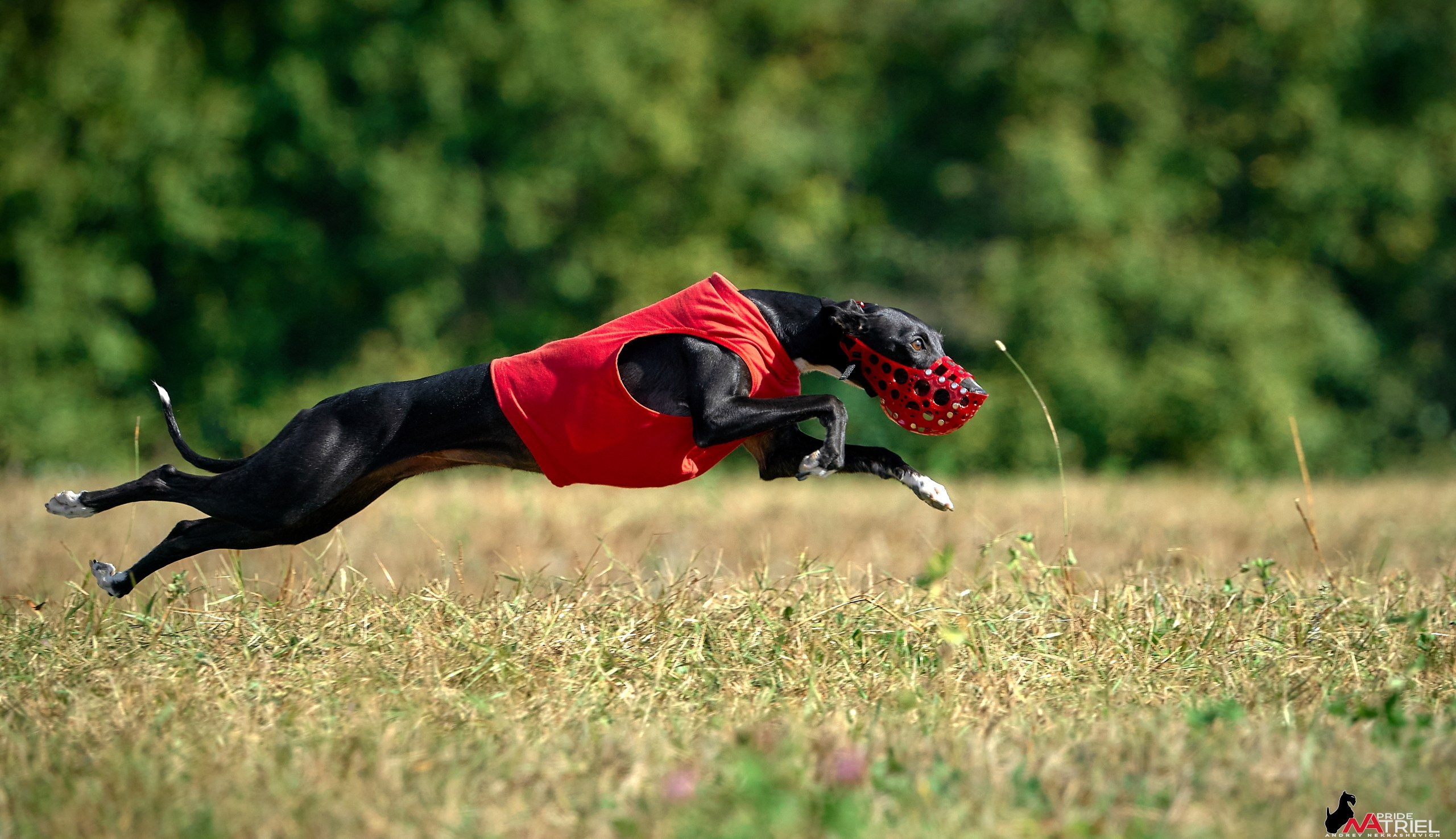 Съемка курсинг — галерея NATRIEL