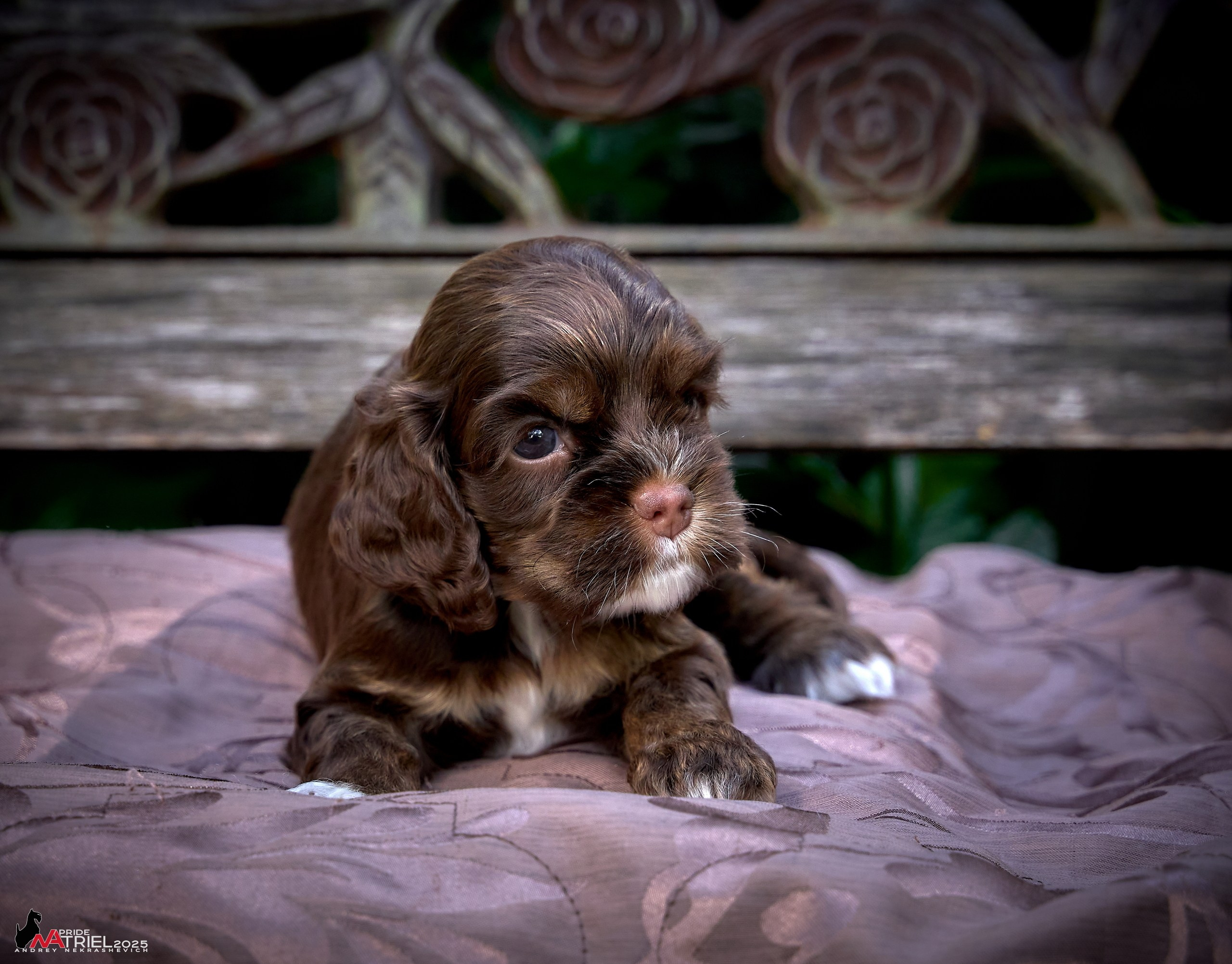 Щенки АмКокеров