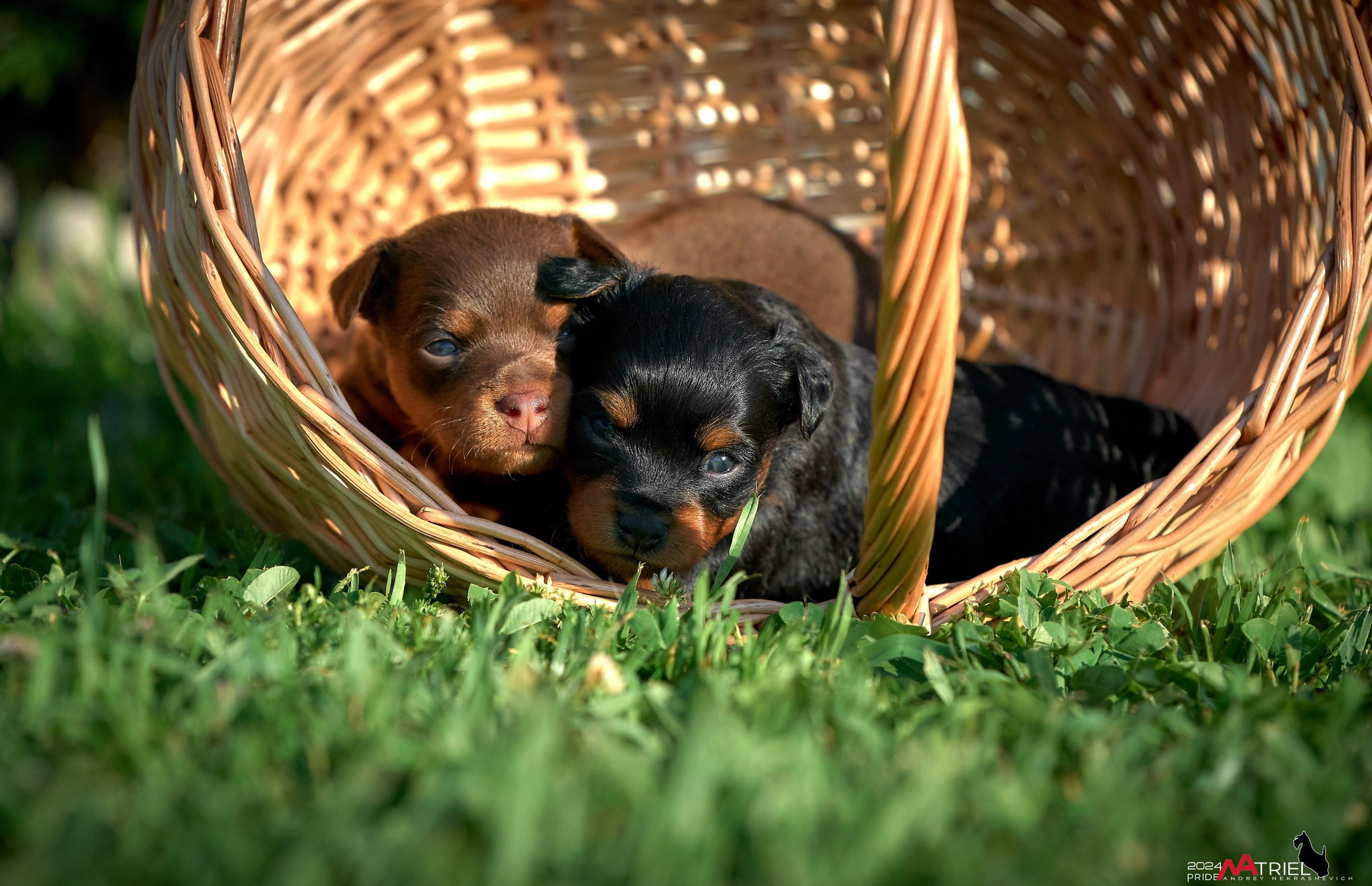Фотопрогулка с крысариками