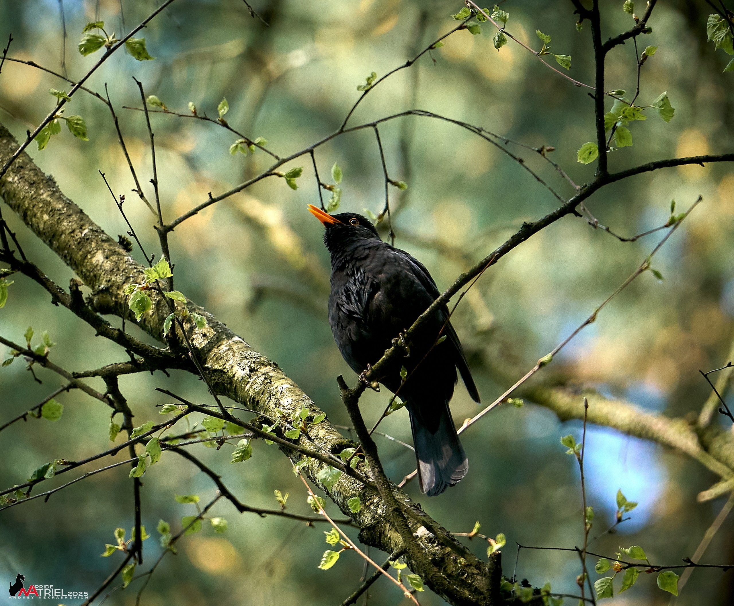 Съемка в майском лесу