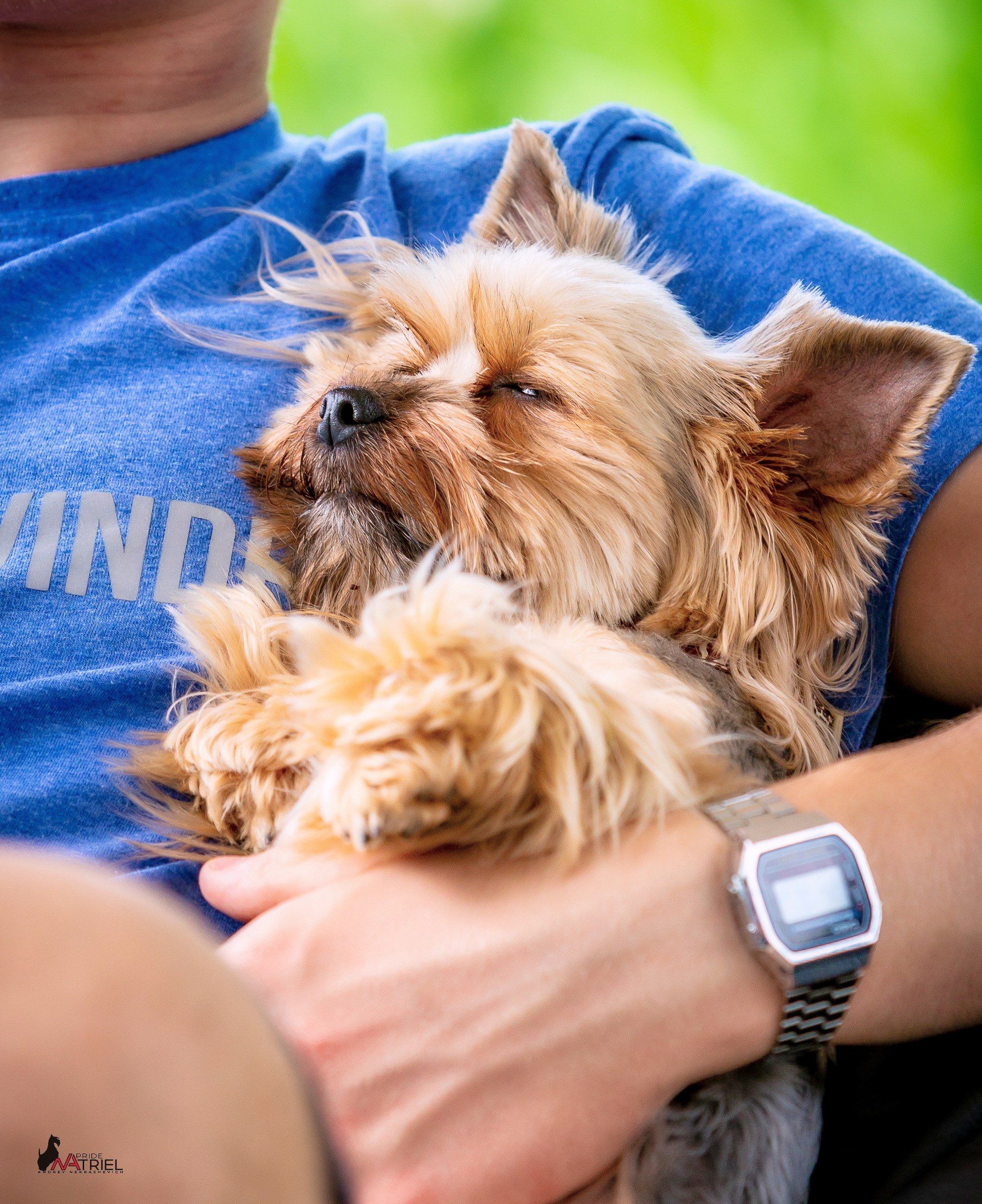 Йоркширский терьер Циля