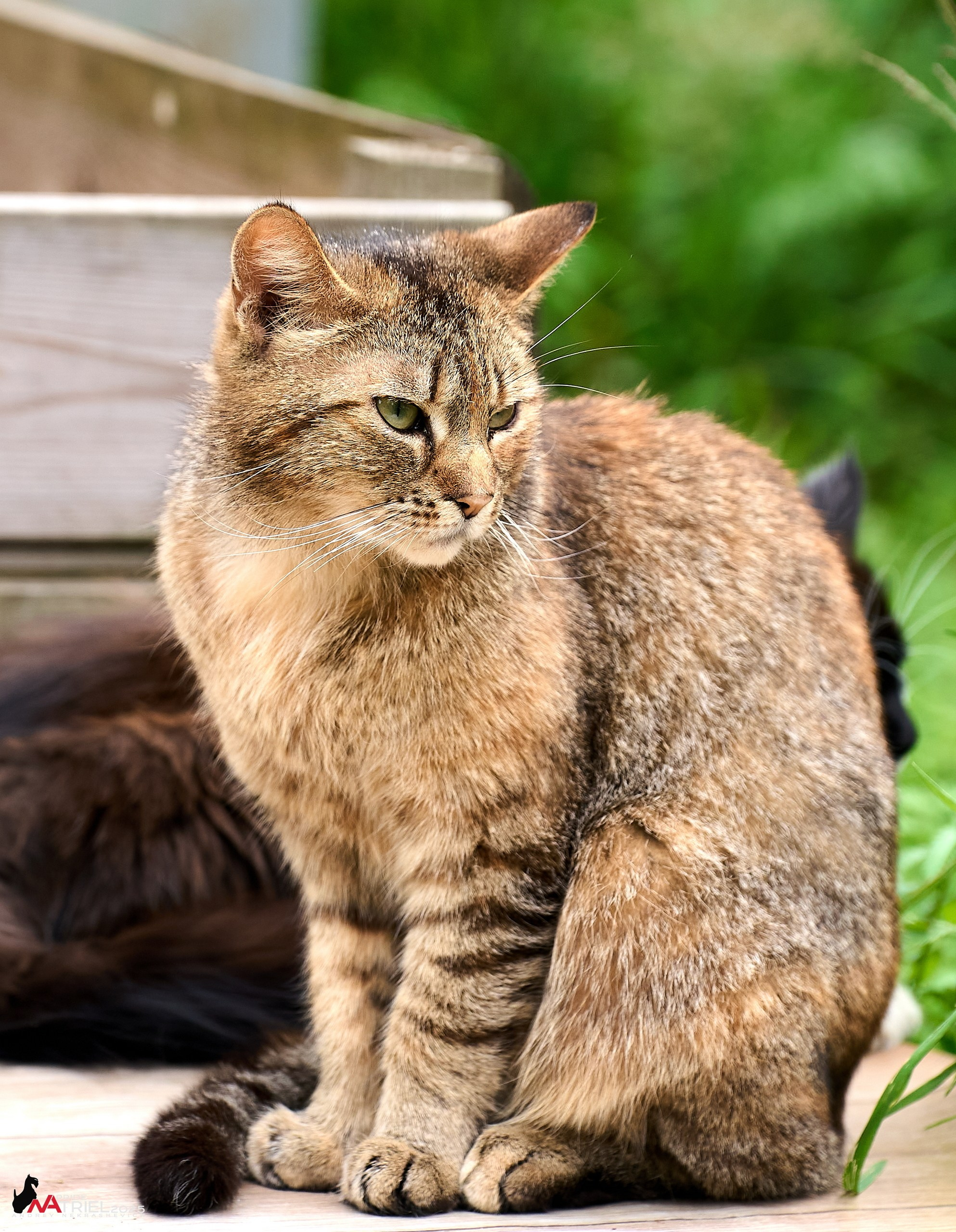 Алабаи и скотч-терьеры в питомнике у Ольги