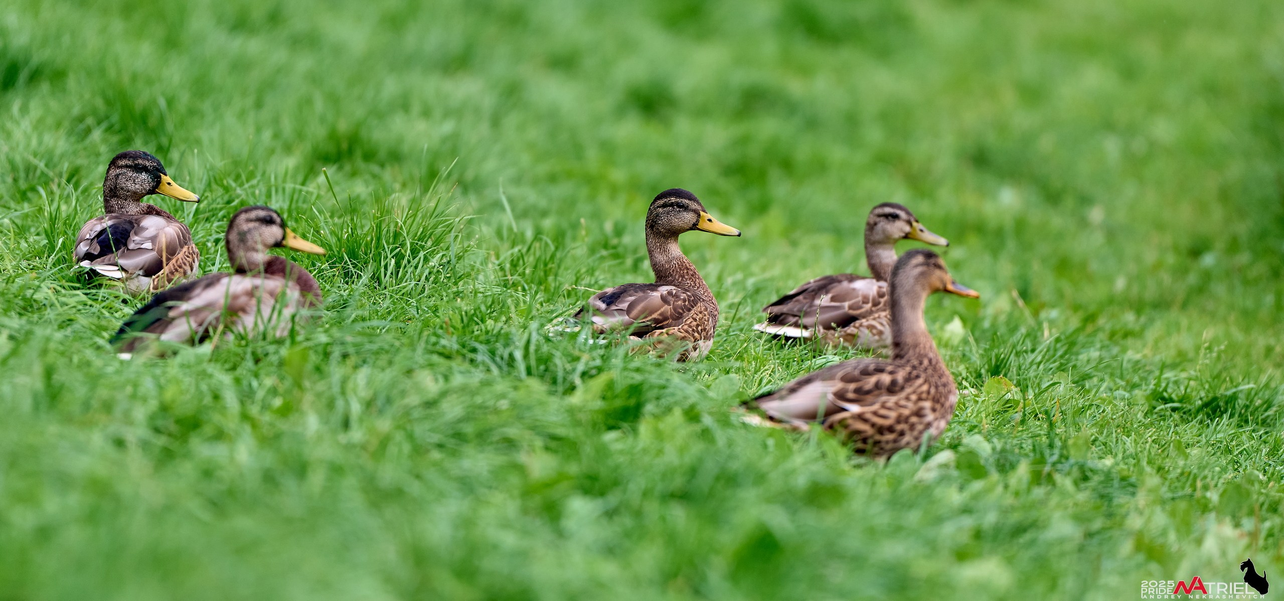 Утки на пруду