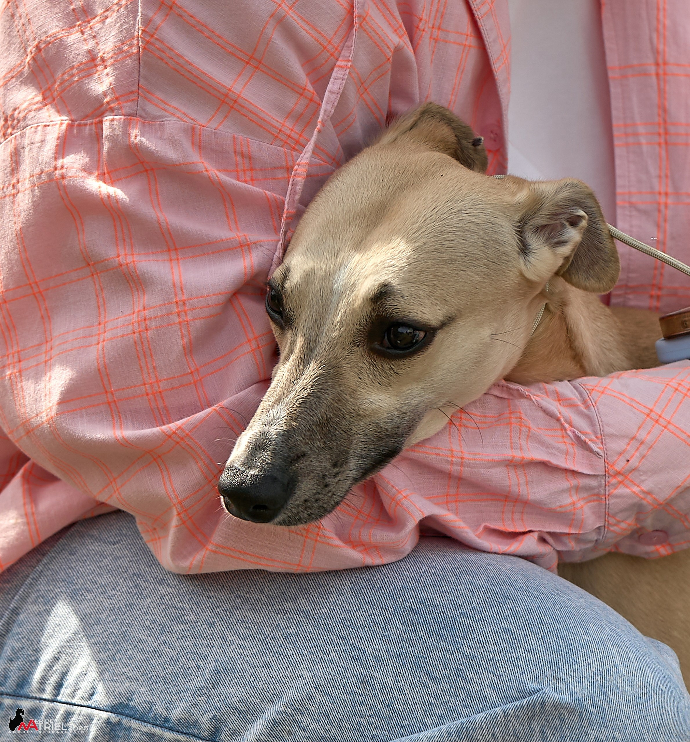 Выставка собак Суздаль-Владимир