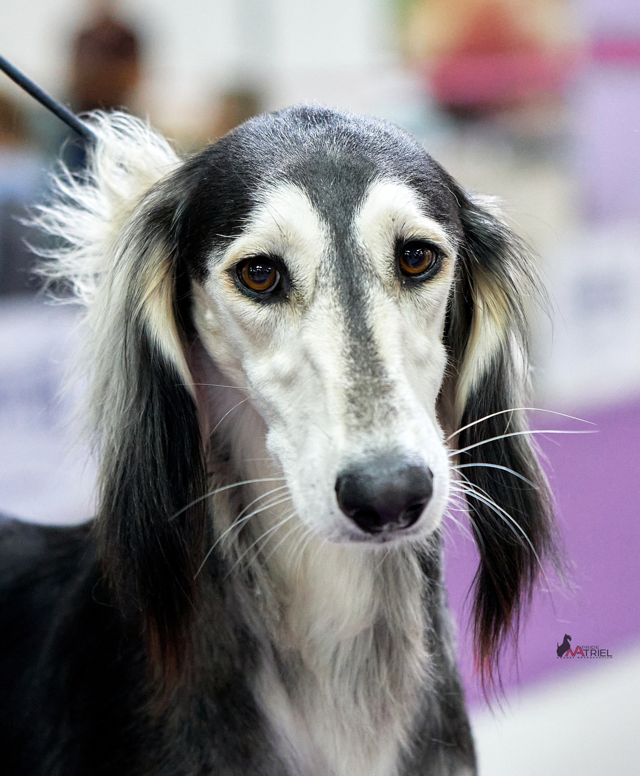 Портреты собак — галерея NATRIEL