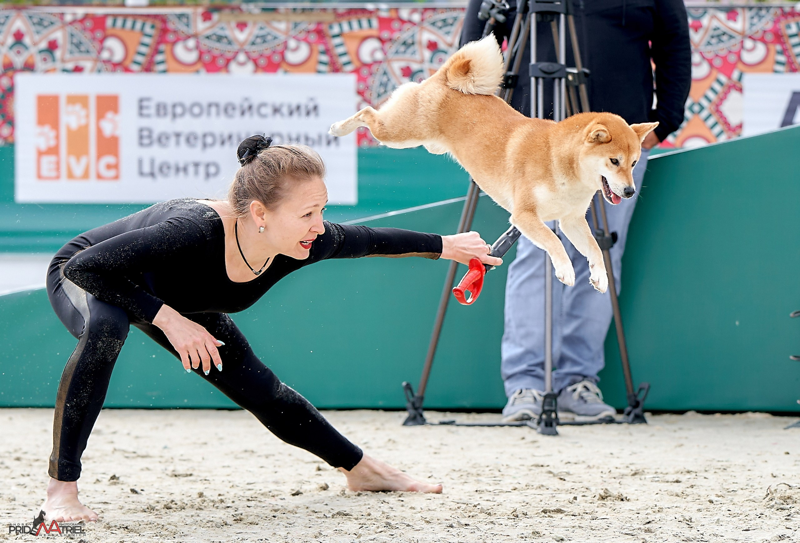 Обидиенс и танцы с собаками — галерея NATRIEL