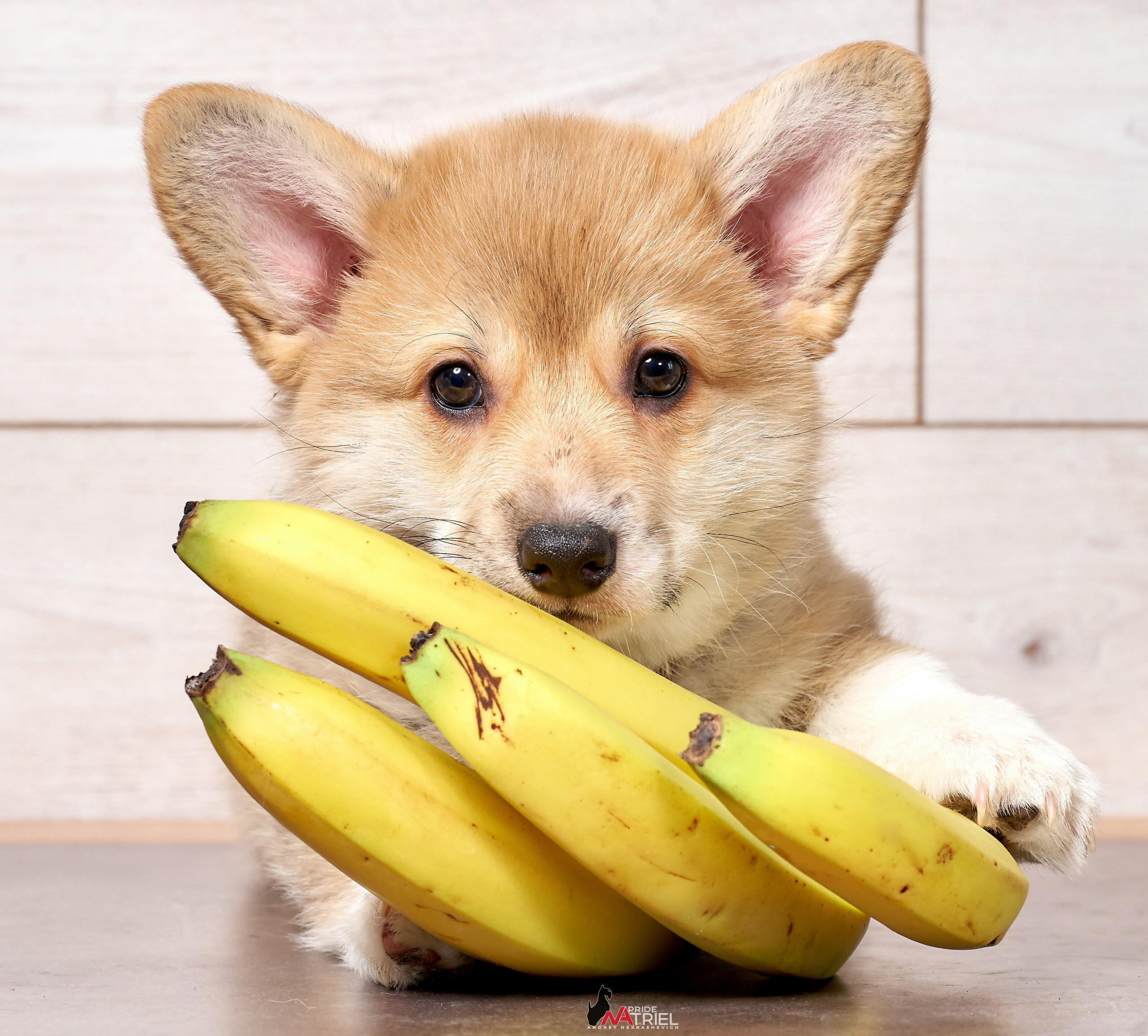 Щенки дома — галерея NATRIEL