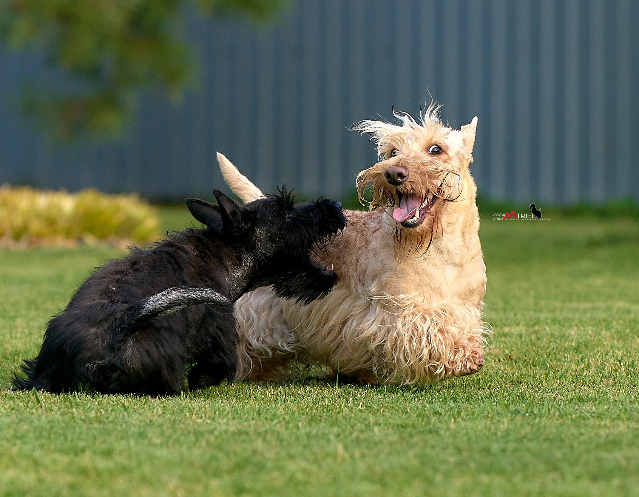 Репортаж со встречи питомника