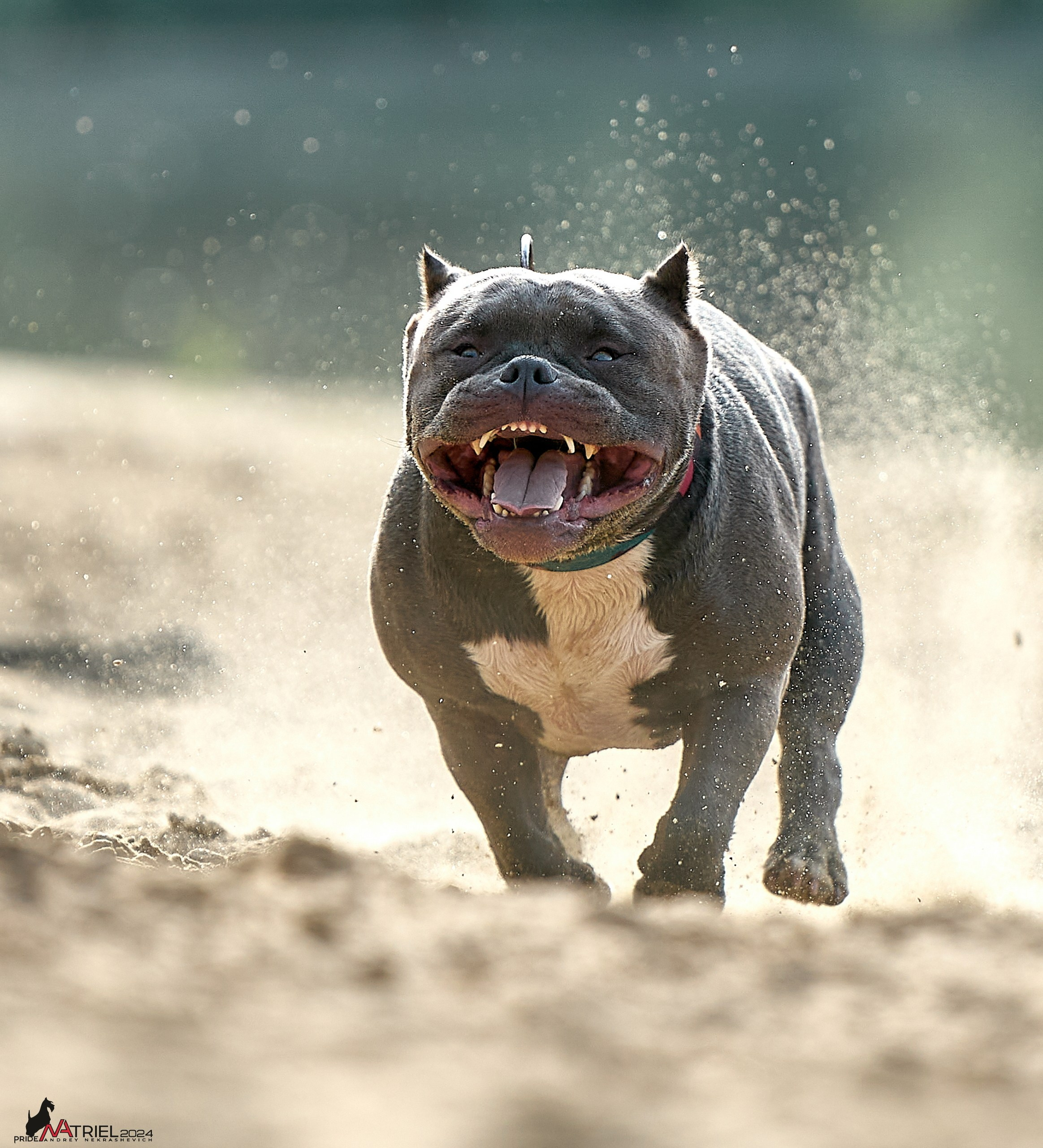 Фотопрогулка с булли