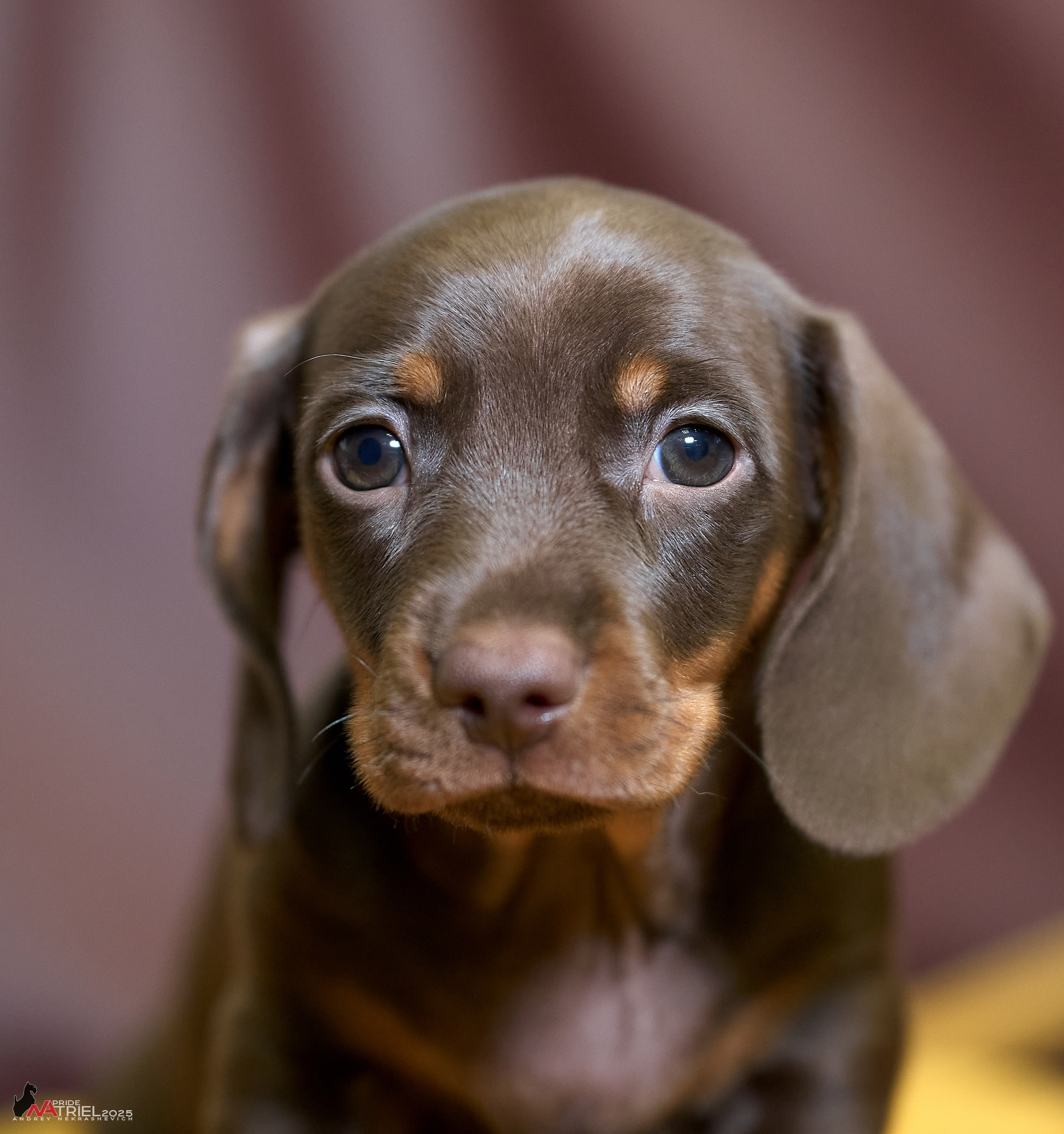 Съемка щенков таксы с мобильным светом