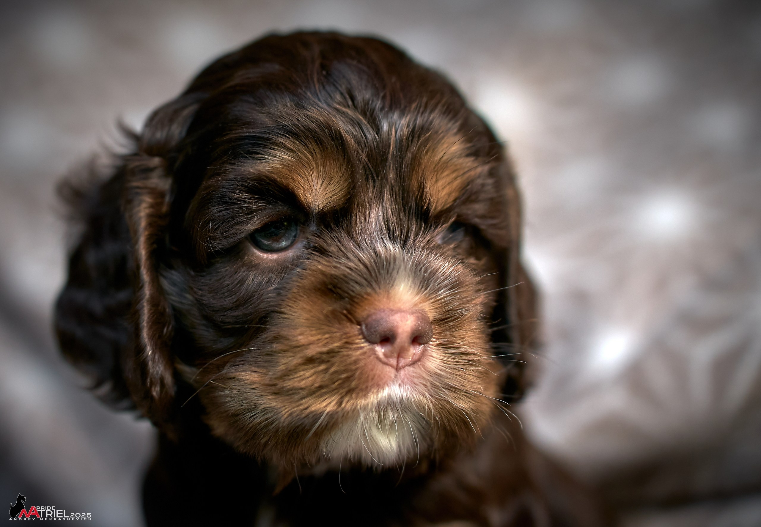 Щенки АмКокеров