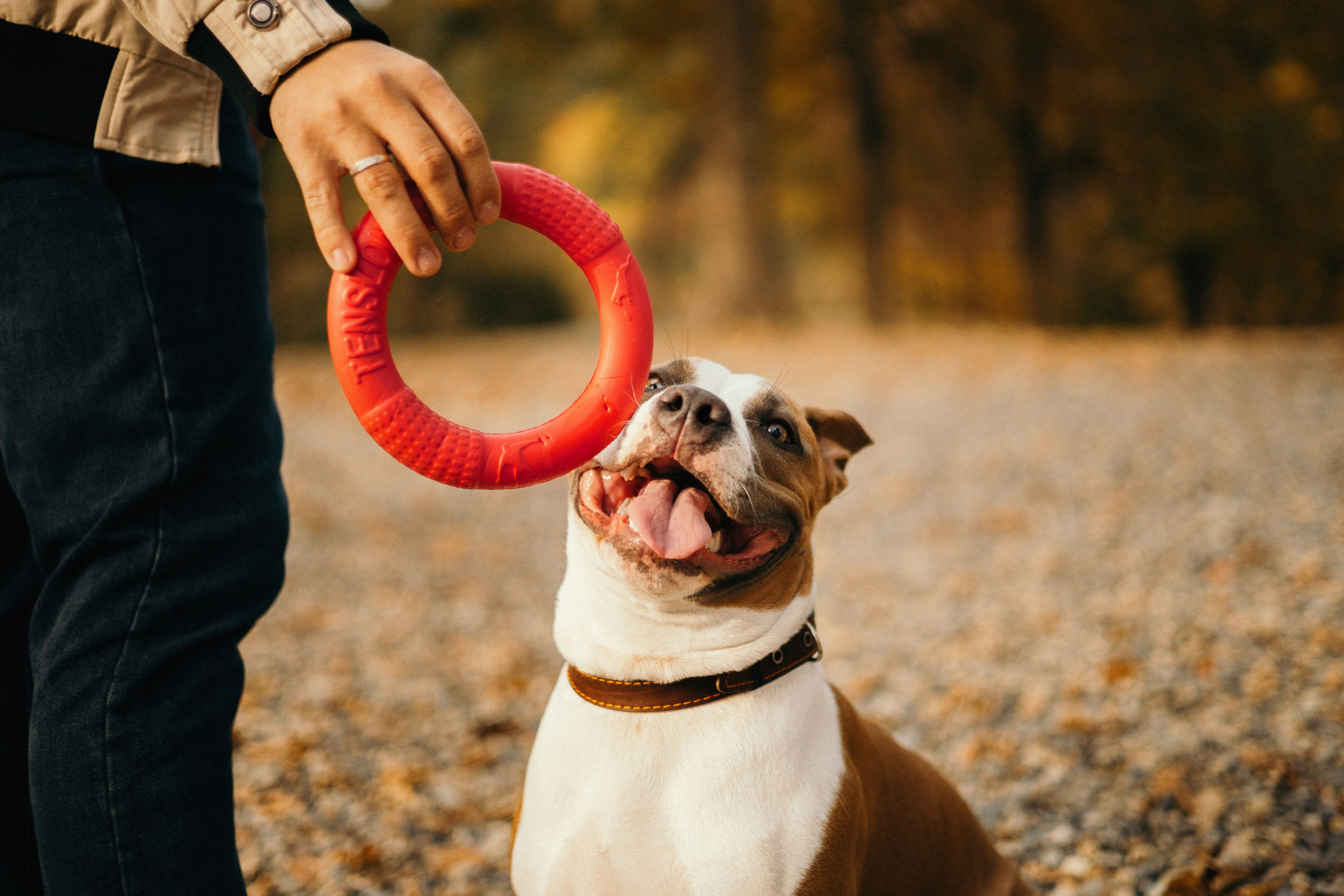 Лаффи и ее семья. Фотограф — анималист Владивосток, Алина