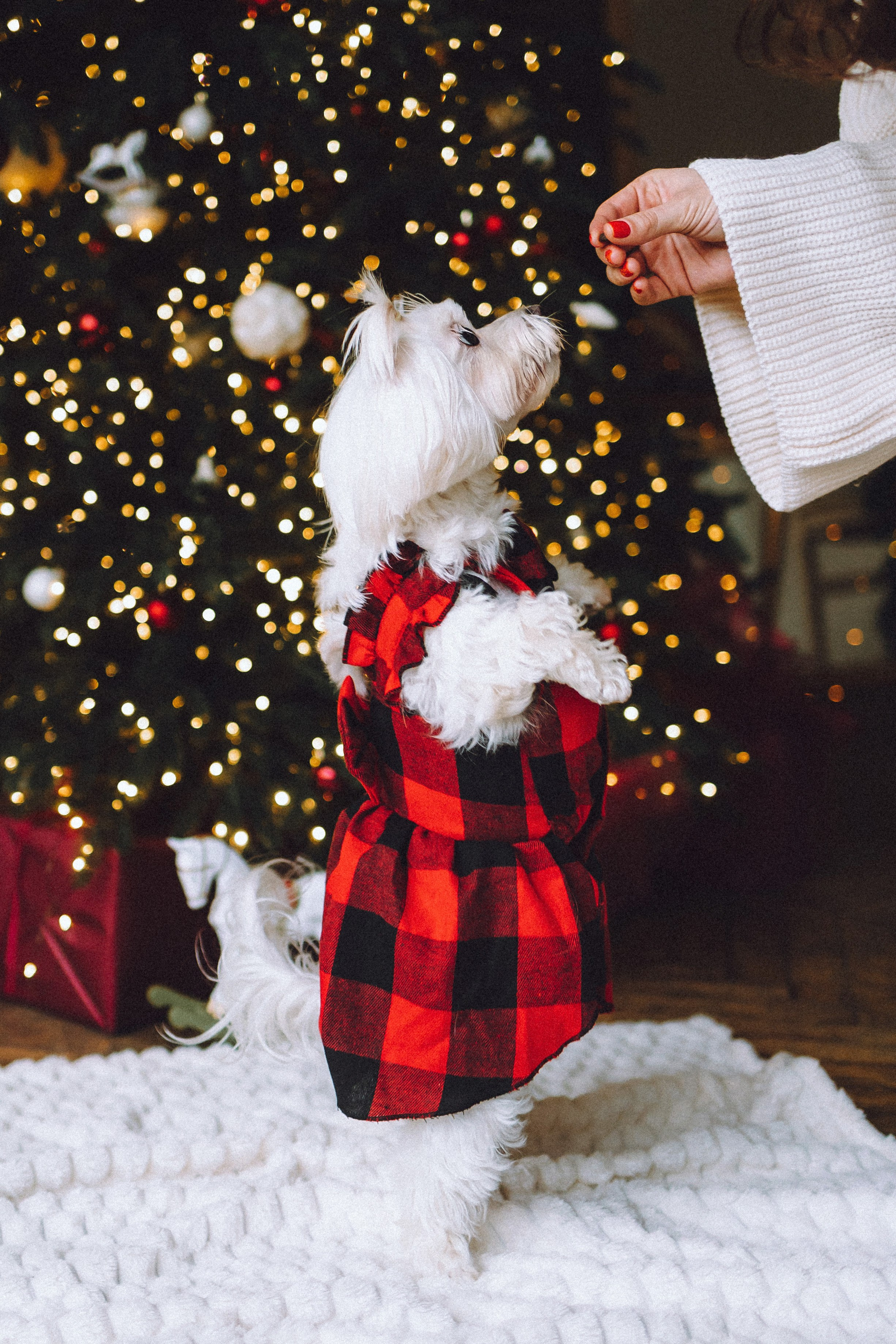 Констанция и Молли