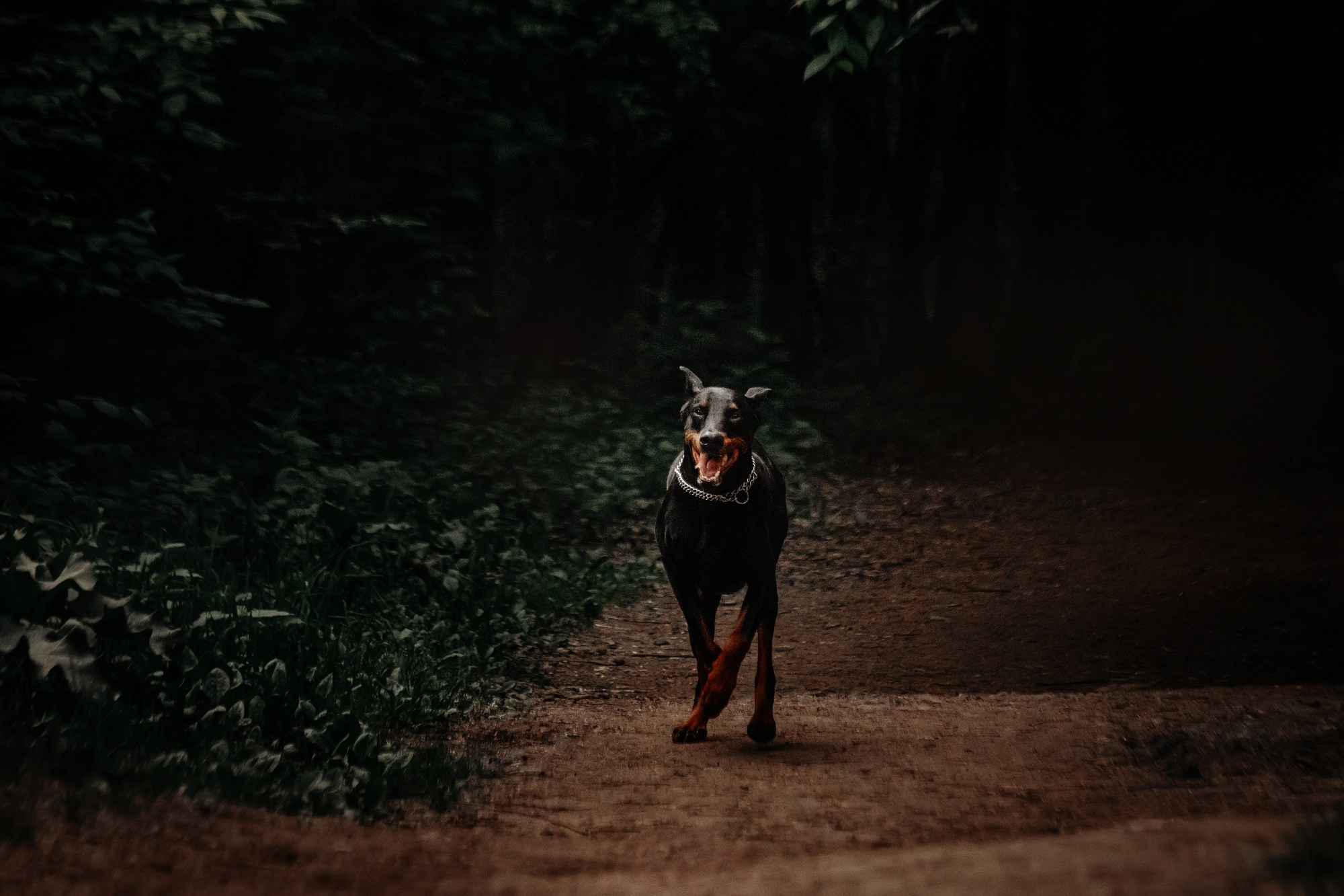 Вера и Люк. Фотограф Наталья Потапова