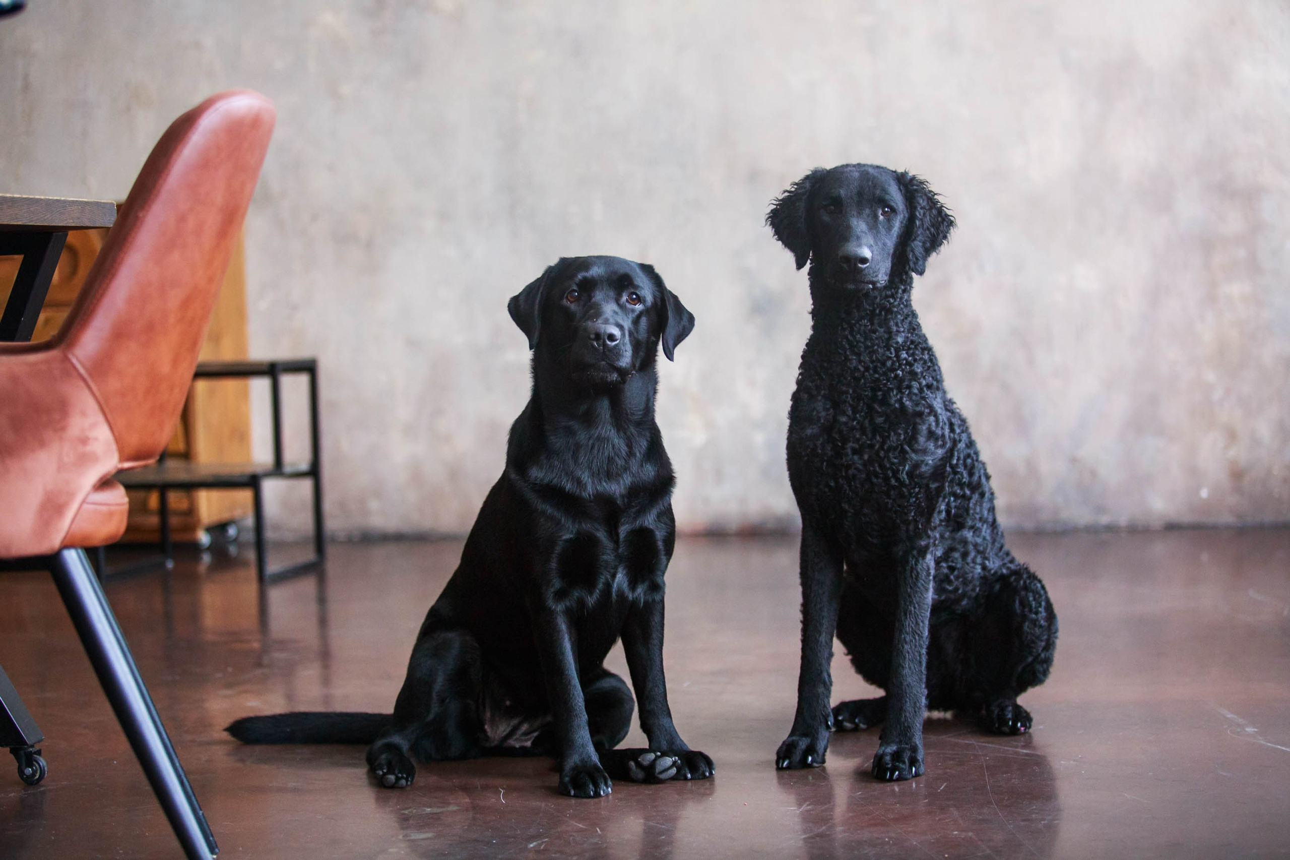 Лабрадор ретривер и курчавошерстный ретривер фотосессия на Новый год в фотостудии. Семейный и детский фотограф в Москве Мария Быкова