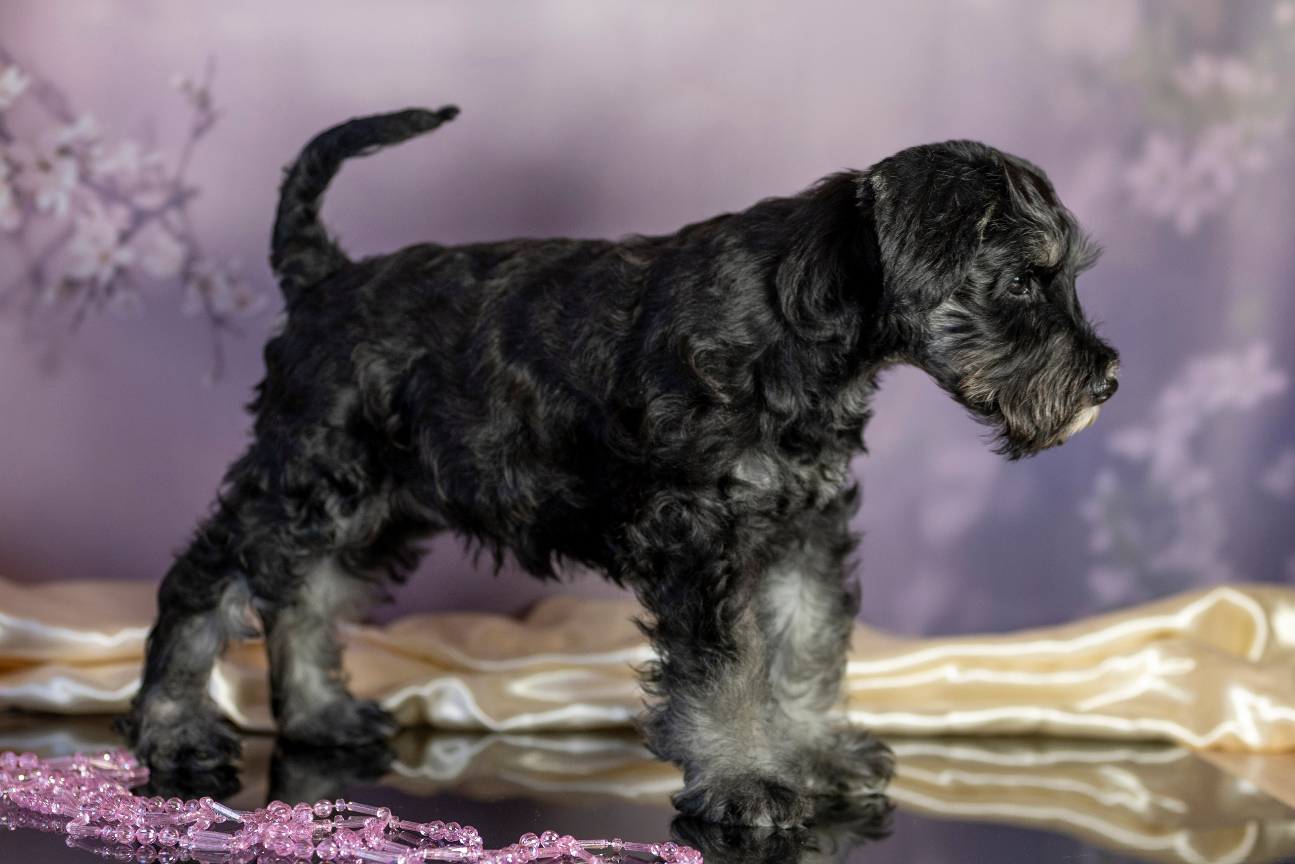 Маленькие цверги. Фотограф анималист в Санкт-Петербурге Таша Крейв