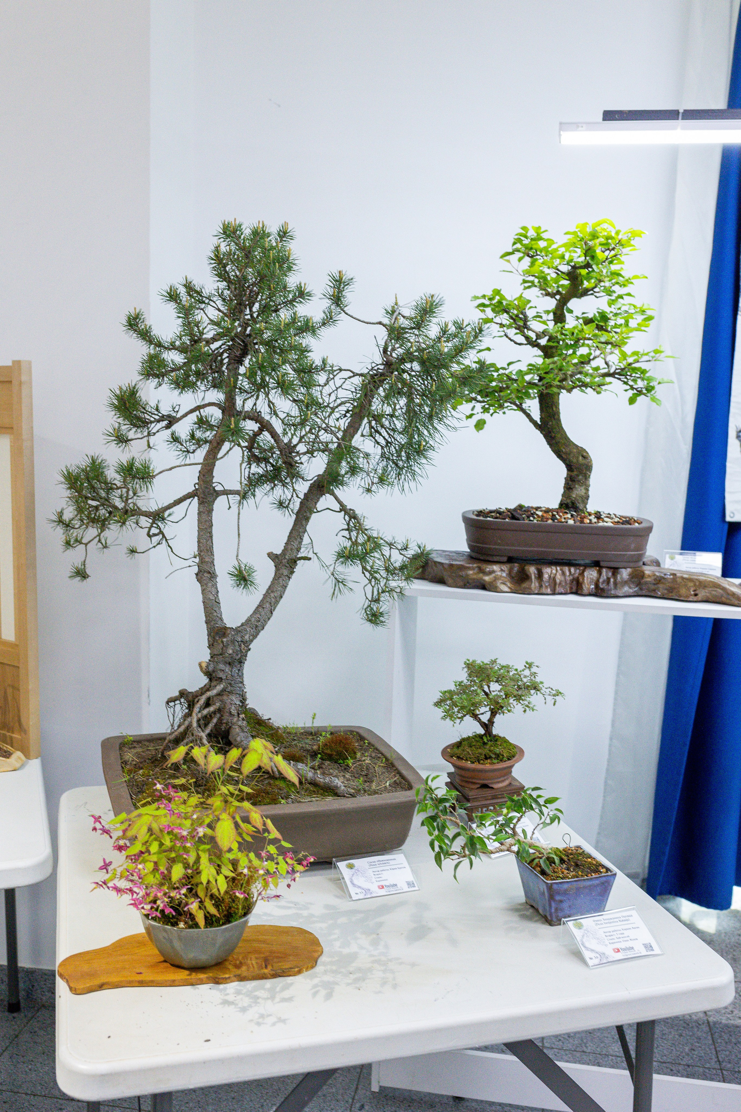 Орхидиум май 2025. Александра Куликова фотограф, Москва