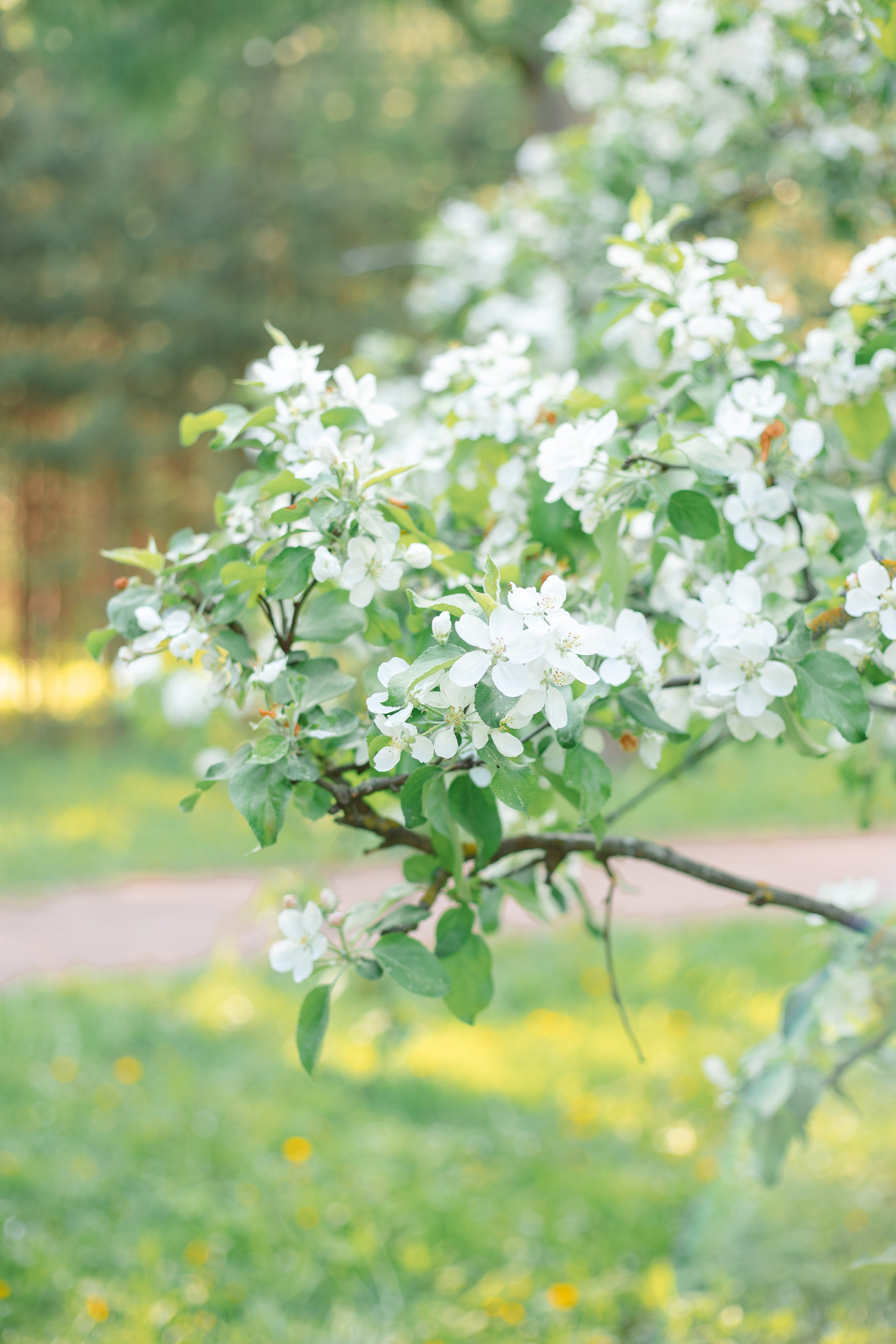 Семейная фотосессия в белых яблонях. Фотограф в Санкт-Петербурге, Анна Скворцова