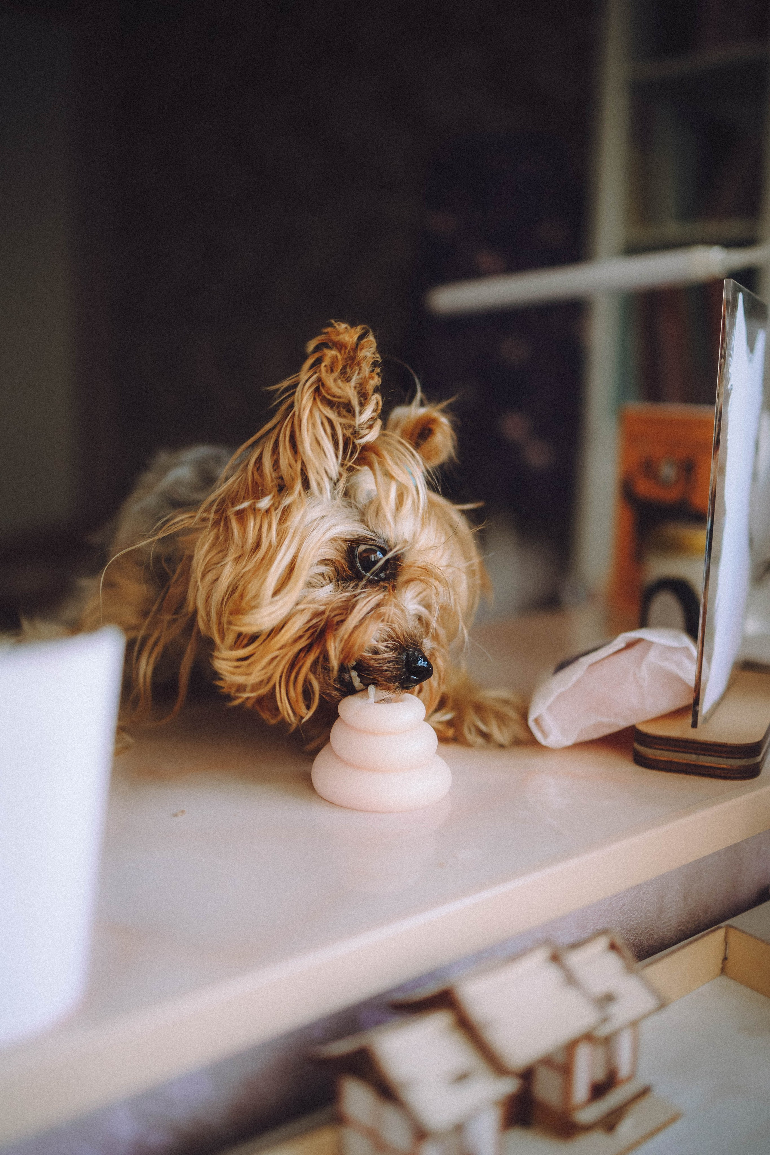 Дэзи и ее семья