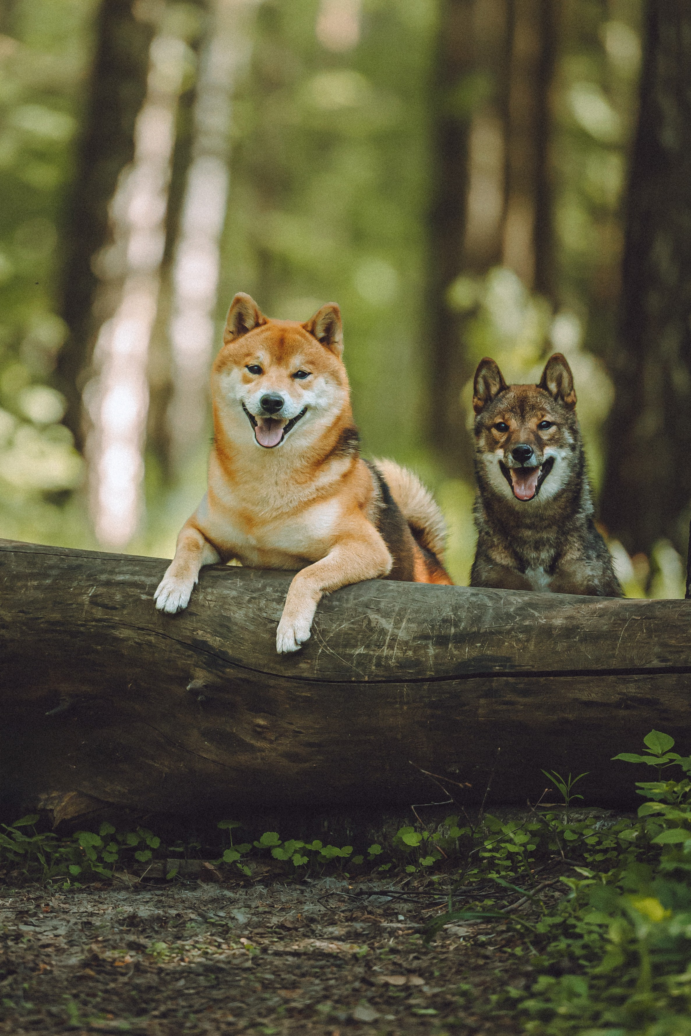Шед, Цири, Чиби, Цера и их семья
