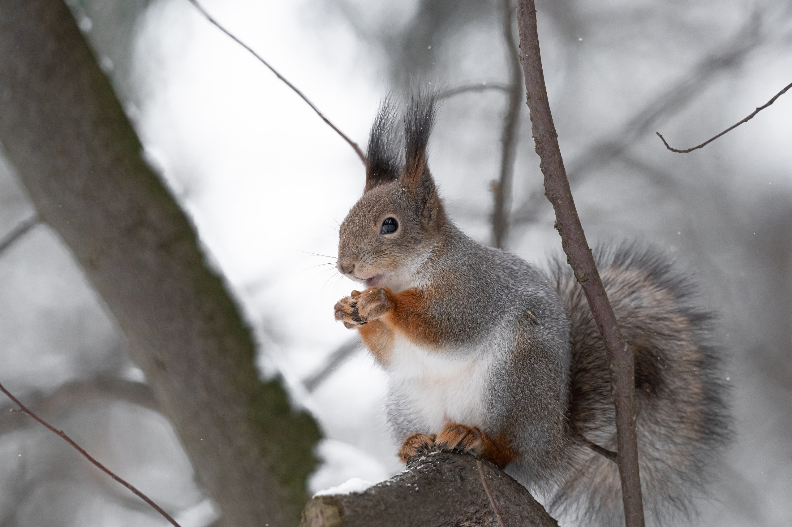 Снегопад. Репортажный фотограф