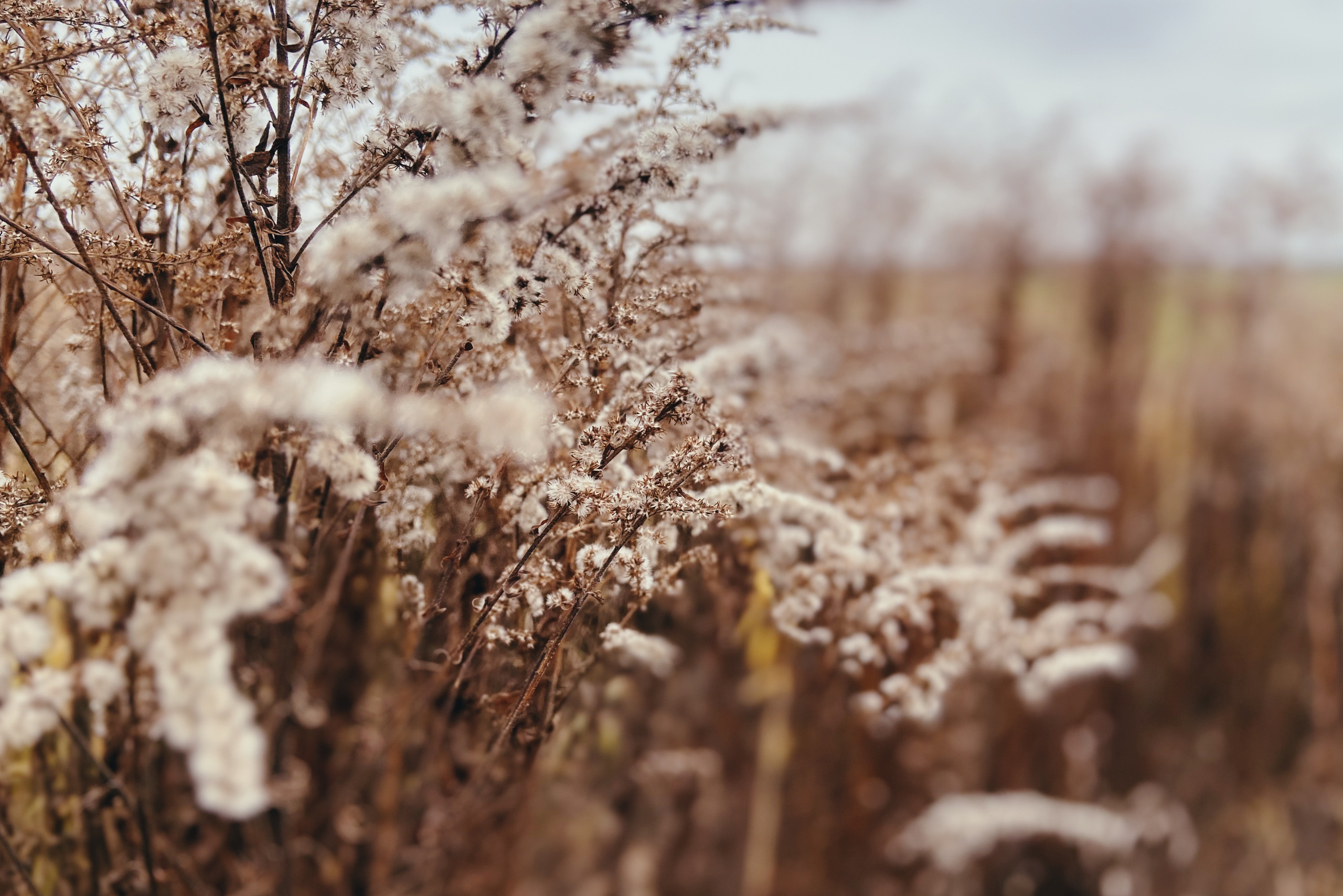 растения крупным планом, осень, поле, московская область