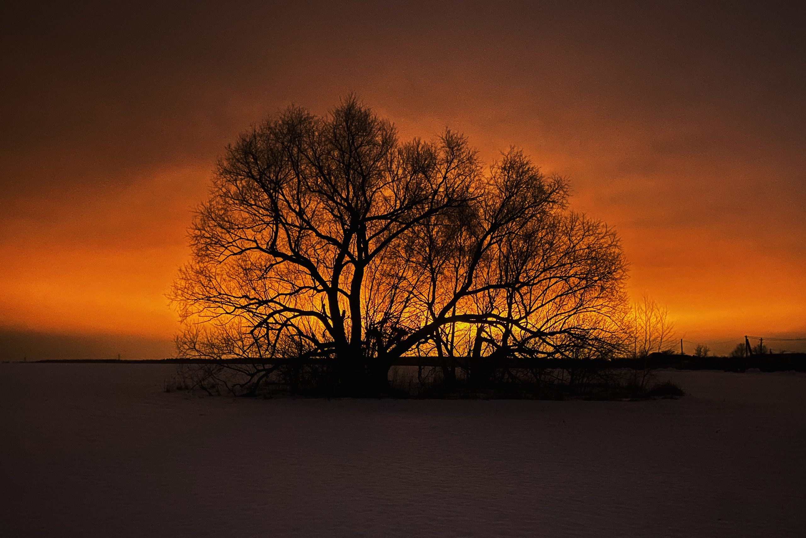силуэт дерева на фоне закатного неба, зимний пейзаж, город Луховицы Московская область
