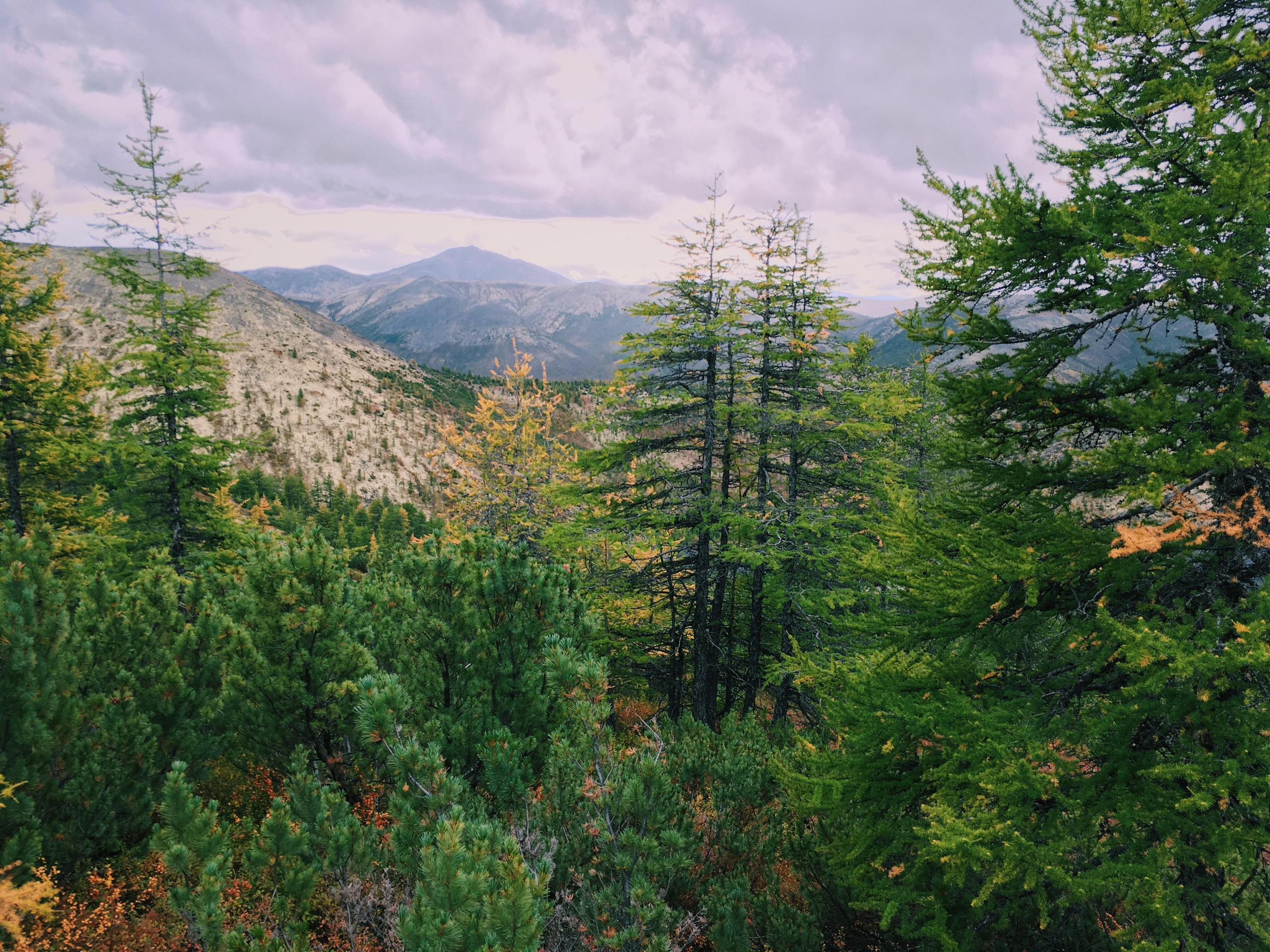 АО Чукотка, Билибинский район, хвойные деревья на фоне сопок
