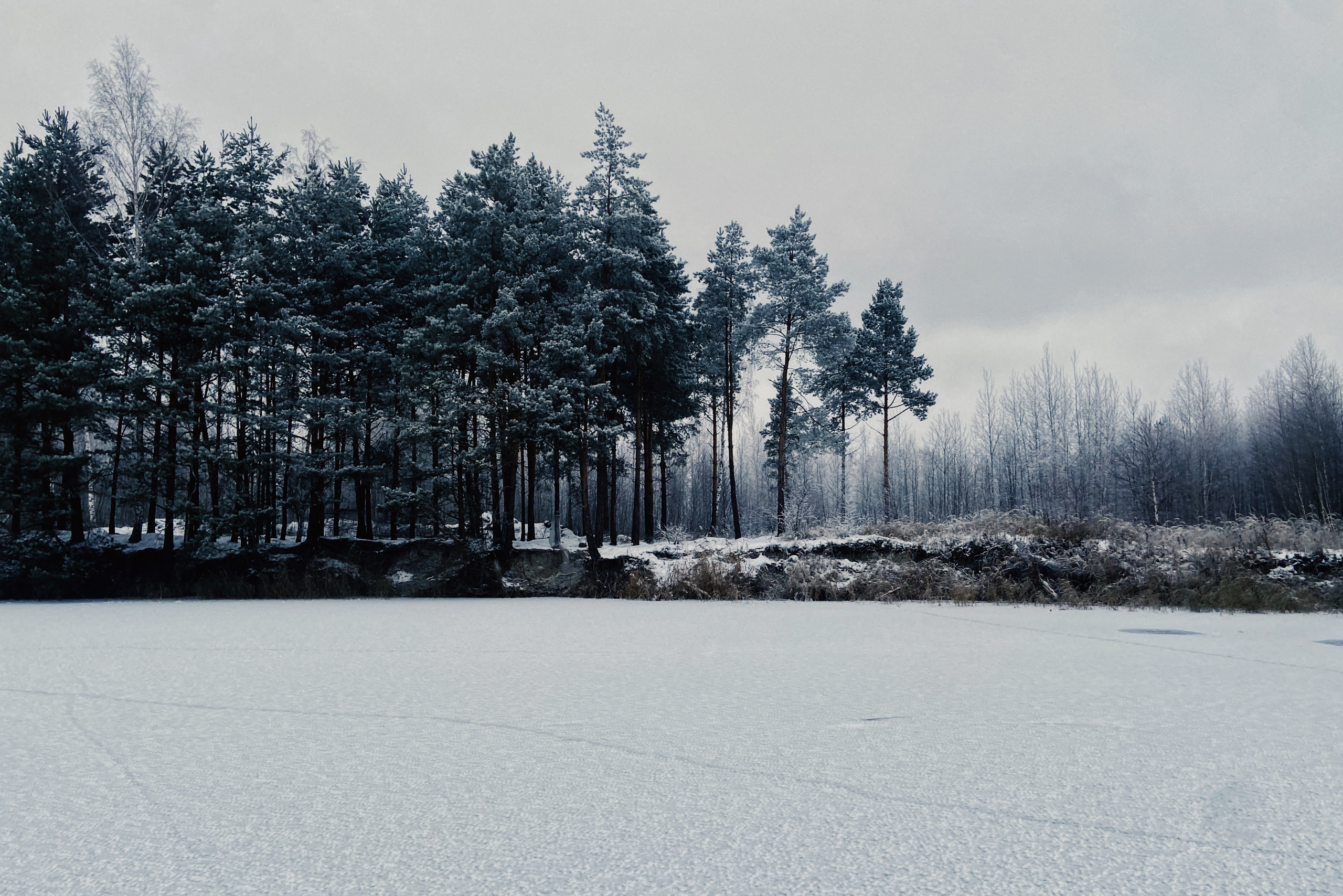 зимний пейзаж, заснеженные ели и сосны, город Луховицы, Московская область
