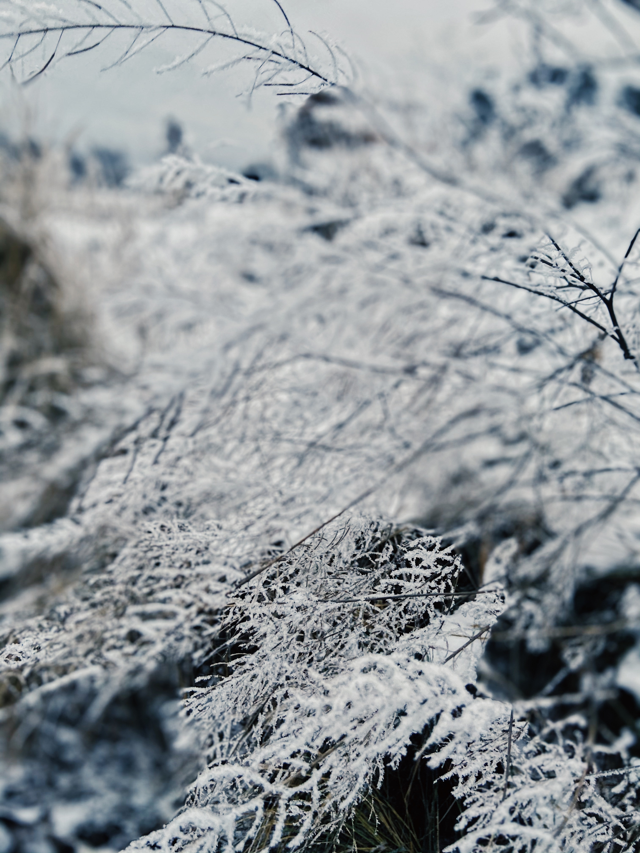 Заснеженные, заледенелые ветви дерева