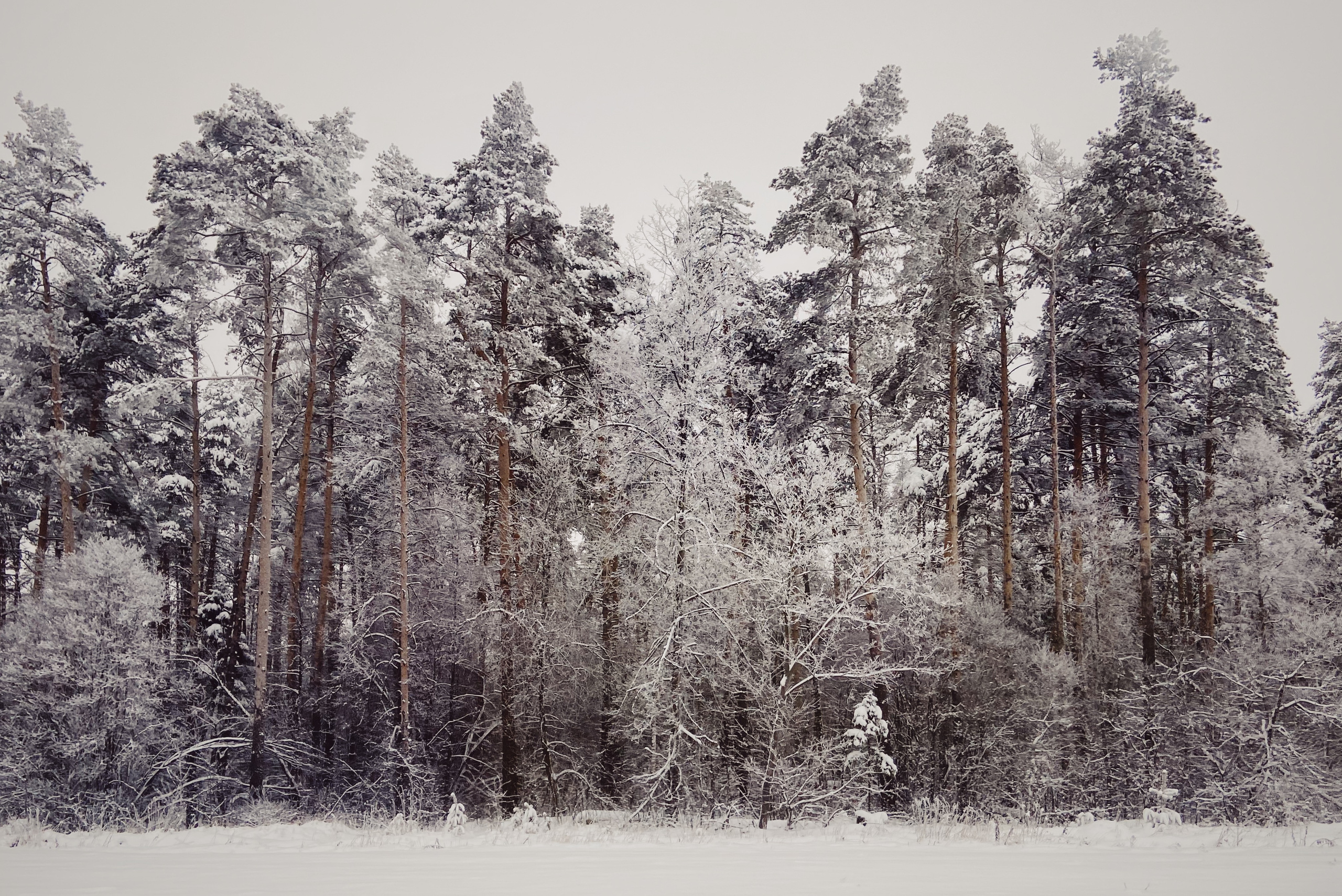 зимний пейзаж, заснеженные ели и сосны, московская область
