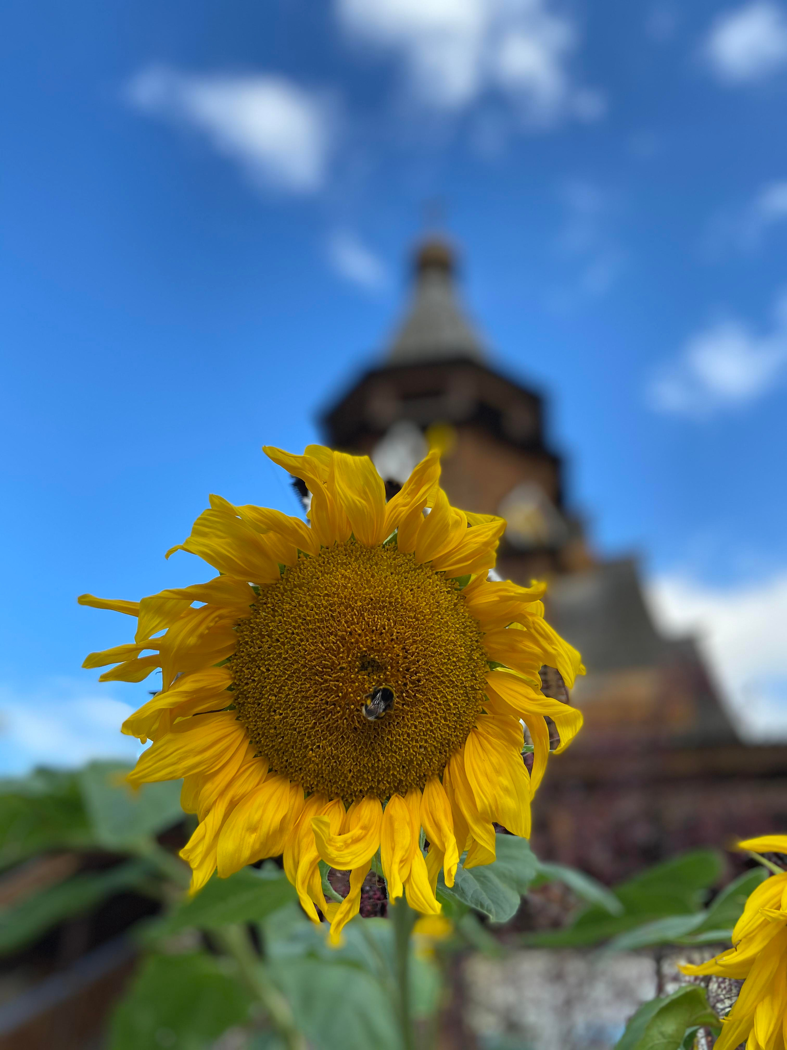 шмель в Подсолнухе, на фоне голубого неба и колокольни, измайловский кремль, Никольская церковь, Москва