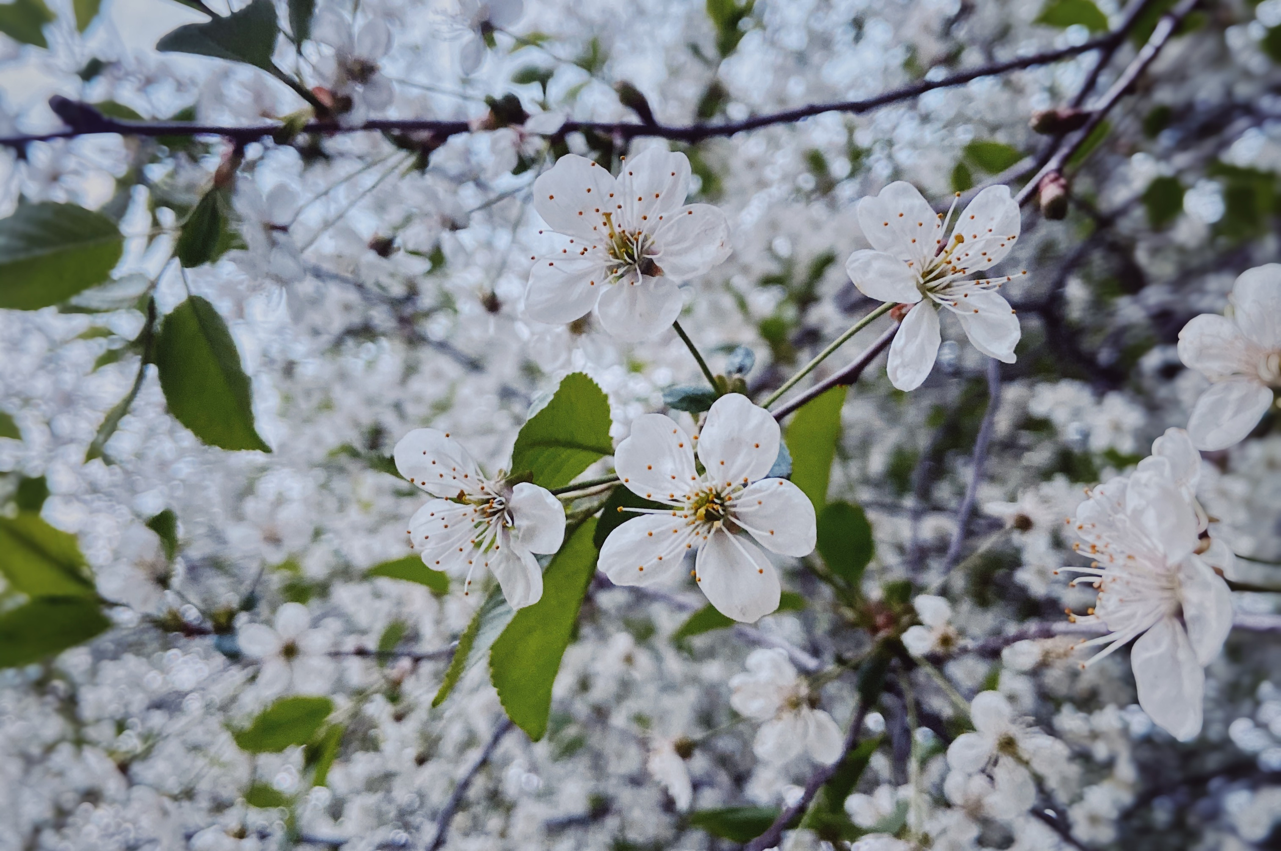 белые цветы крупным планом, осень, цветущее дерево, московская область