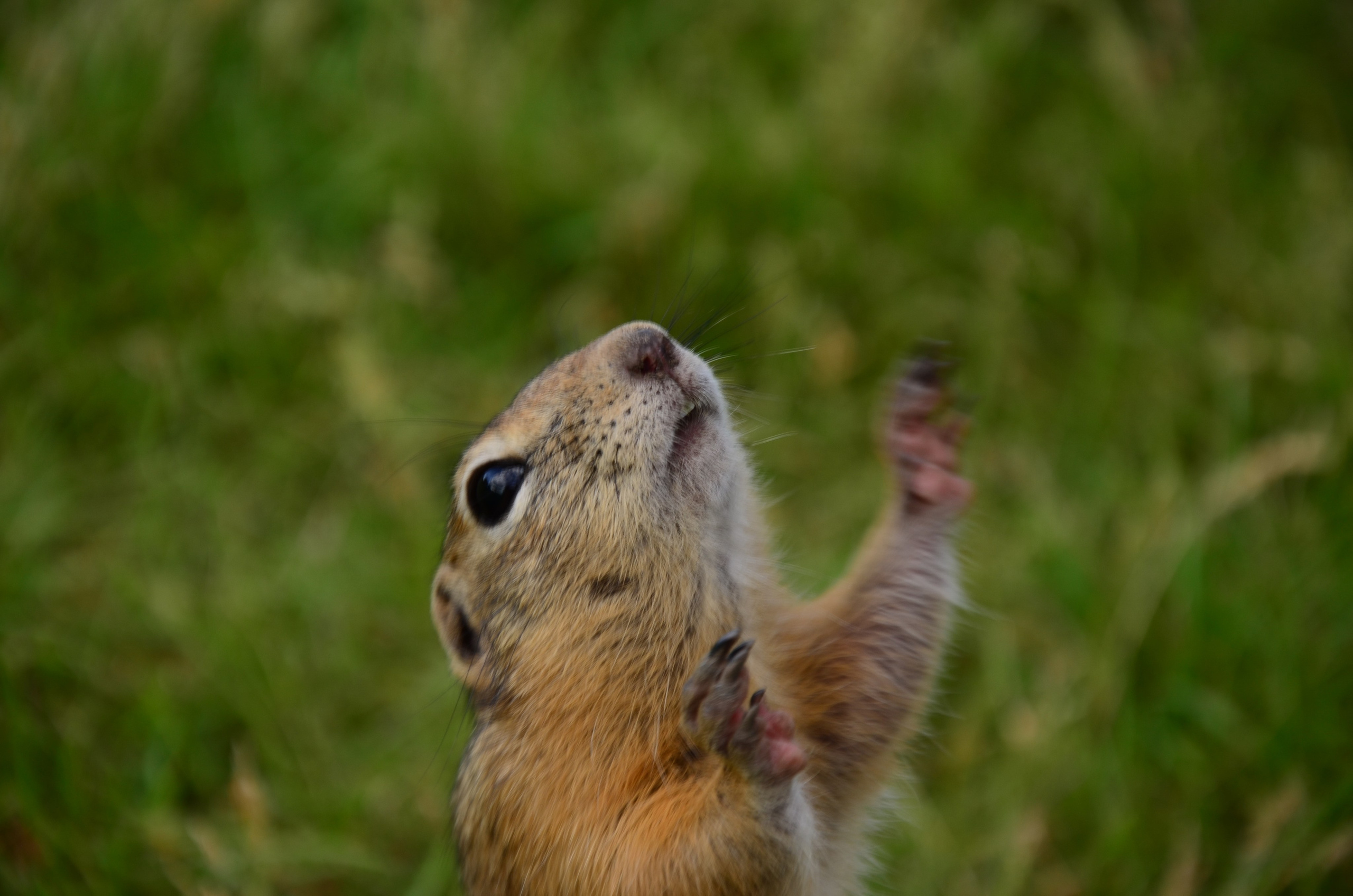 Дары природы. Фотограф viktor viktor