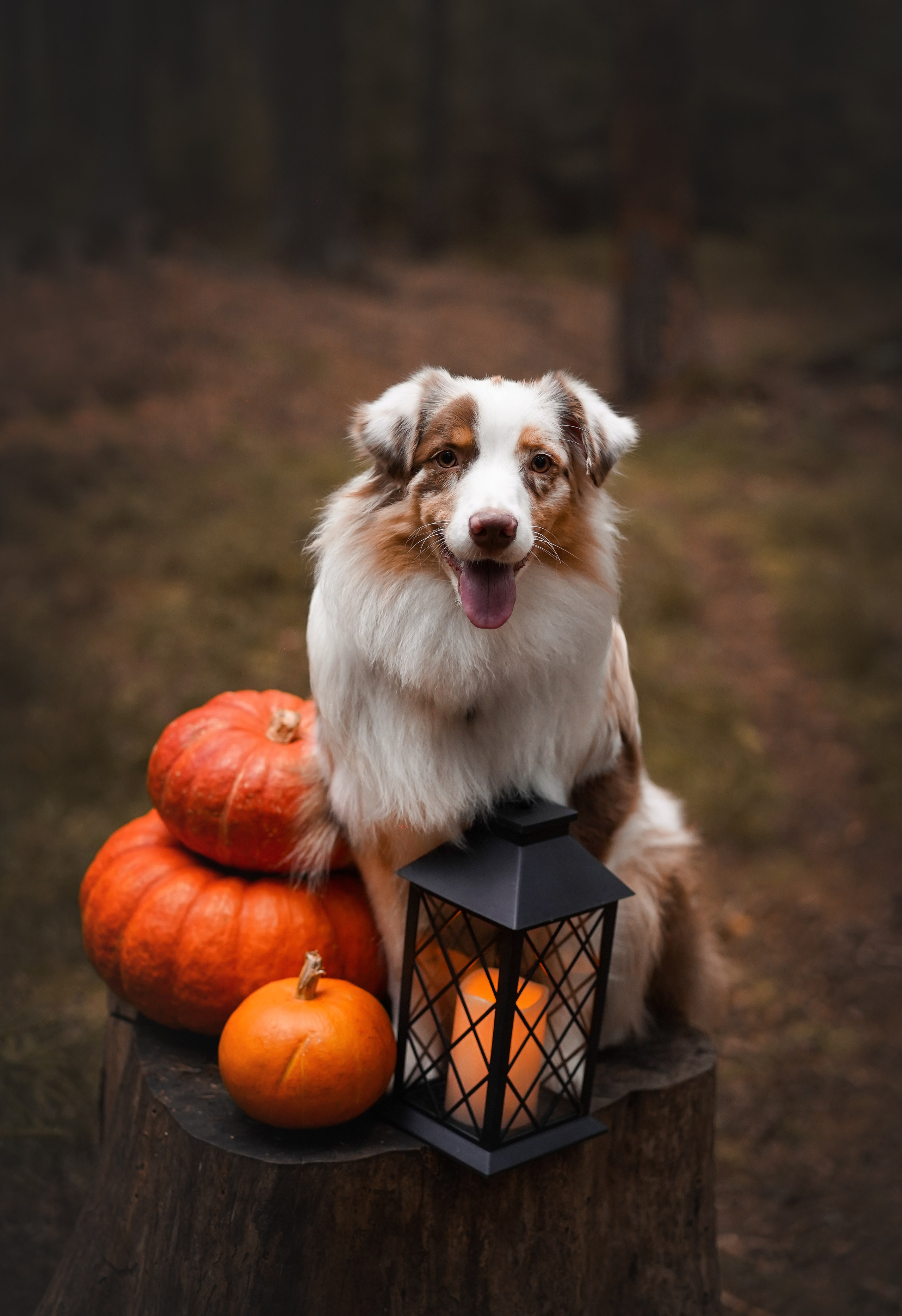 Панда тыковки. Фотограф-анималист в Санкт-Петербурге Яна Мартынова