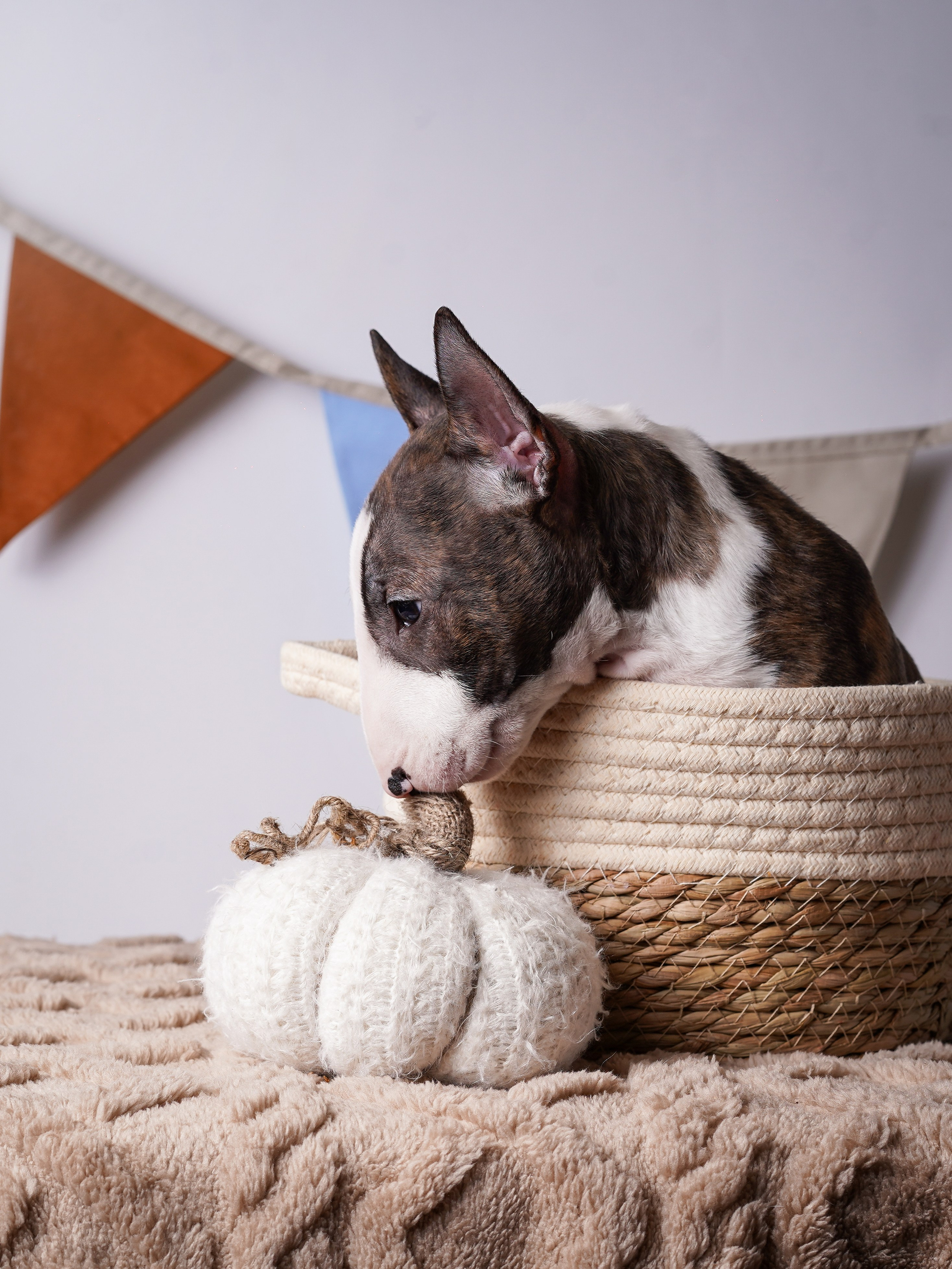 Щенки минибультерьера. Фотограф-анималист в Санкт-Петербурге Яна Мартынова