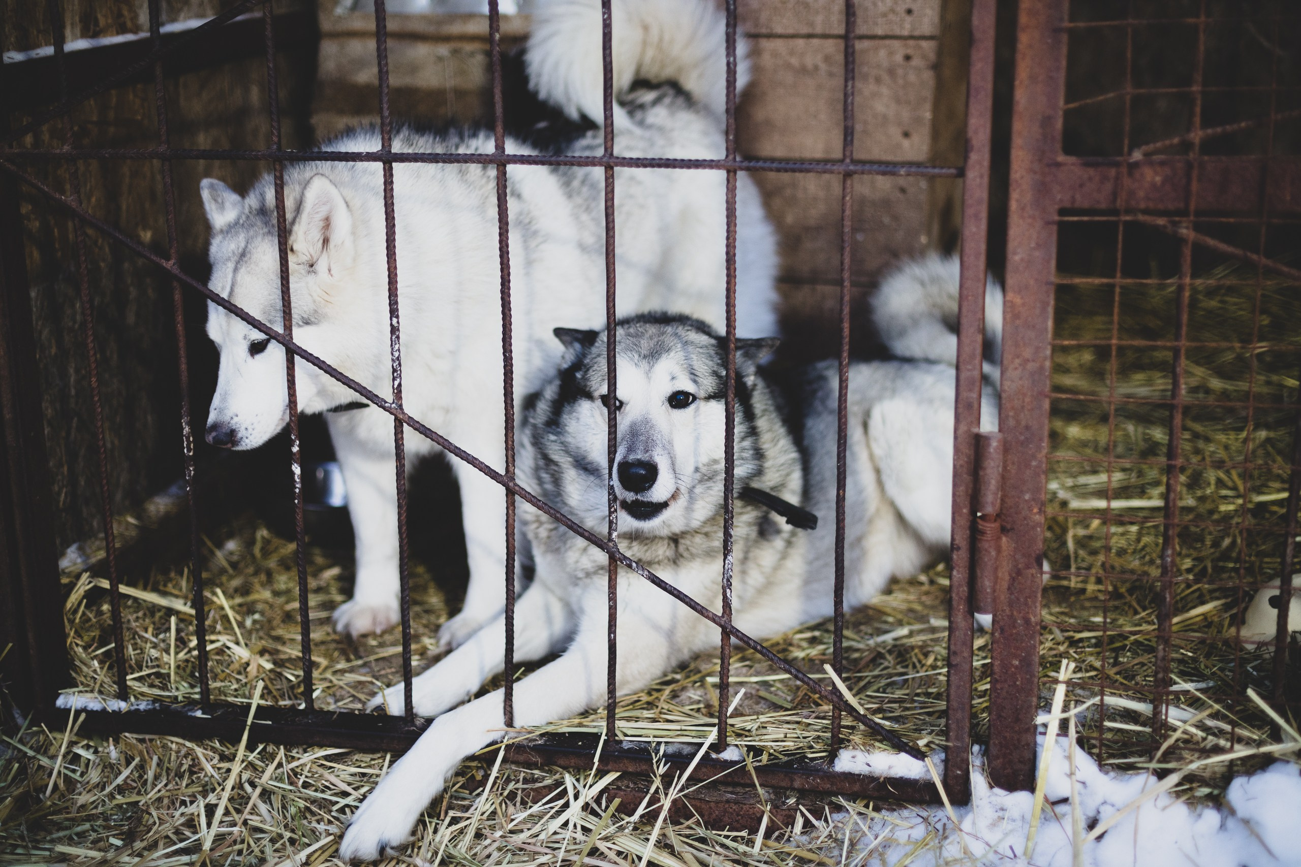 Фонд помощи: Husky_help_21. Фотография