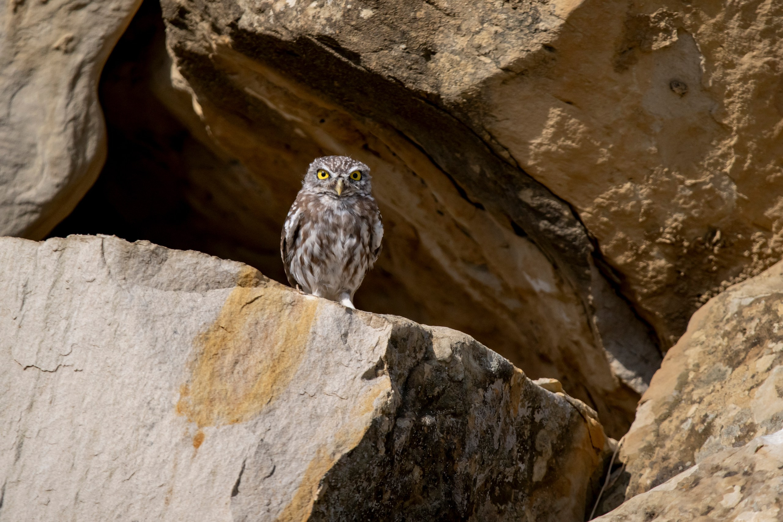 Природа Дагестана, сентябрь 2024. Foto-Zuev фотография как искусство