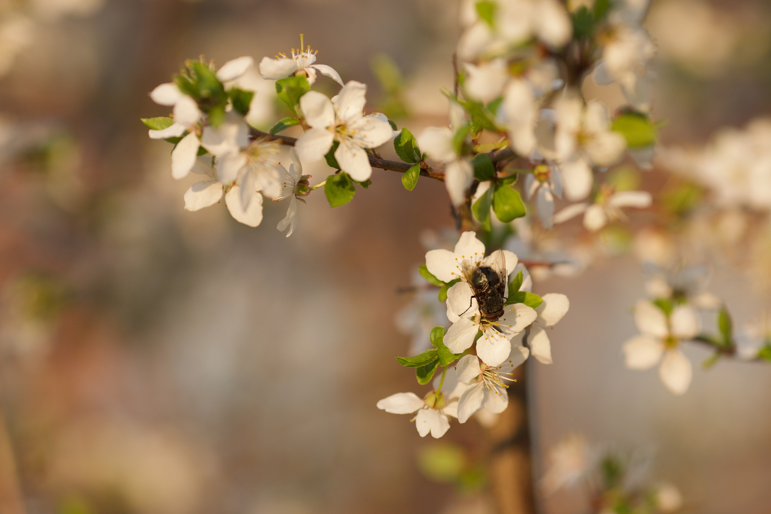 Чудесная природа. Школьные выпускные альбомы в Москве Марина Николаева