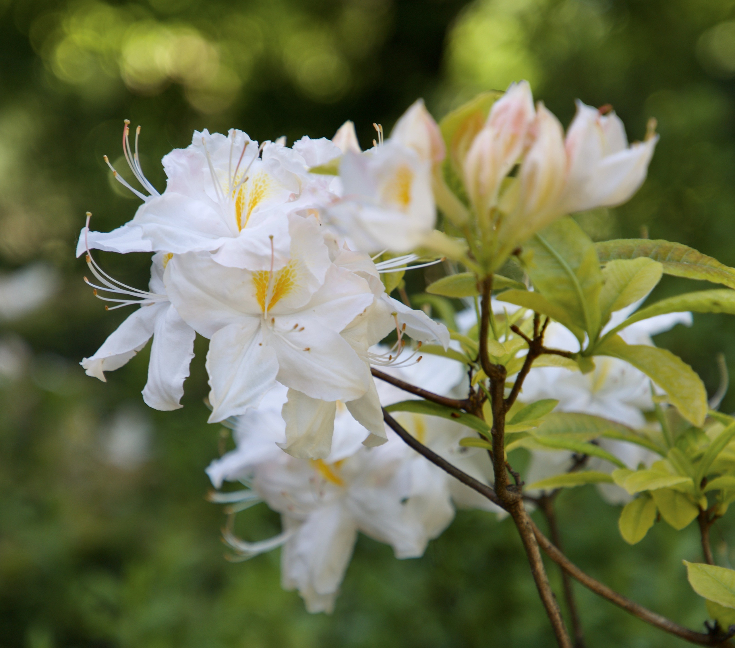 Чудесная природа. Школьные выпускные альбомы в Москве Марина Николаева