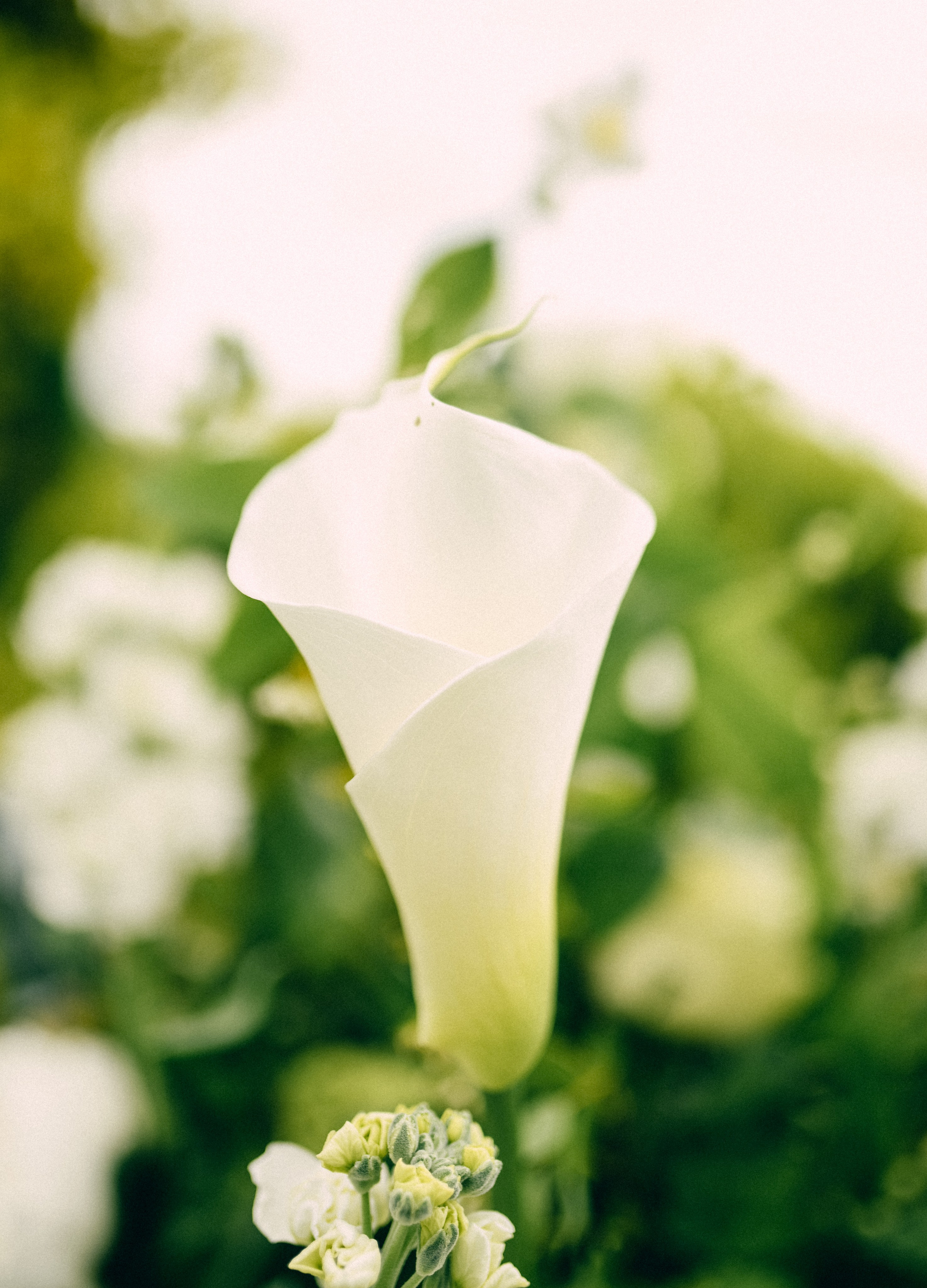 Eda&Gerardo. Фотограф Василиса Гордеева