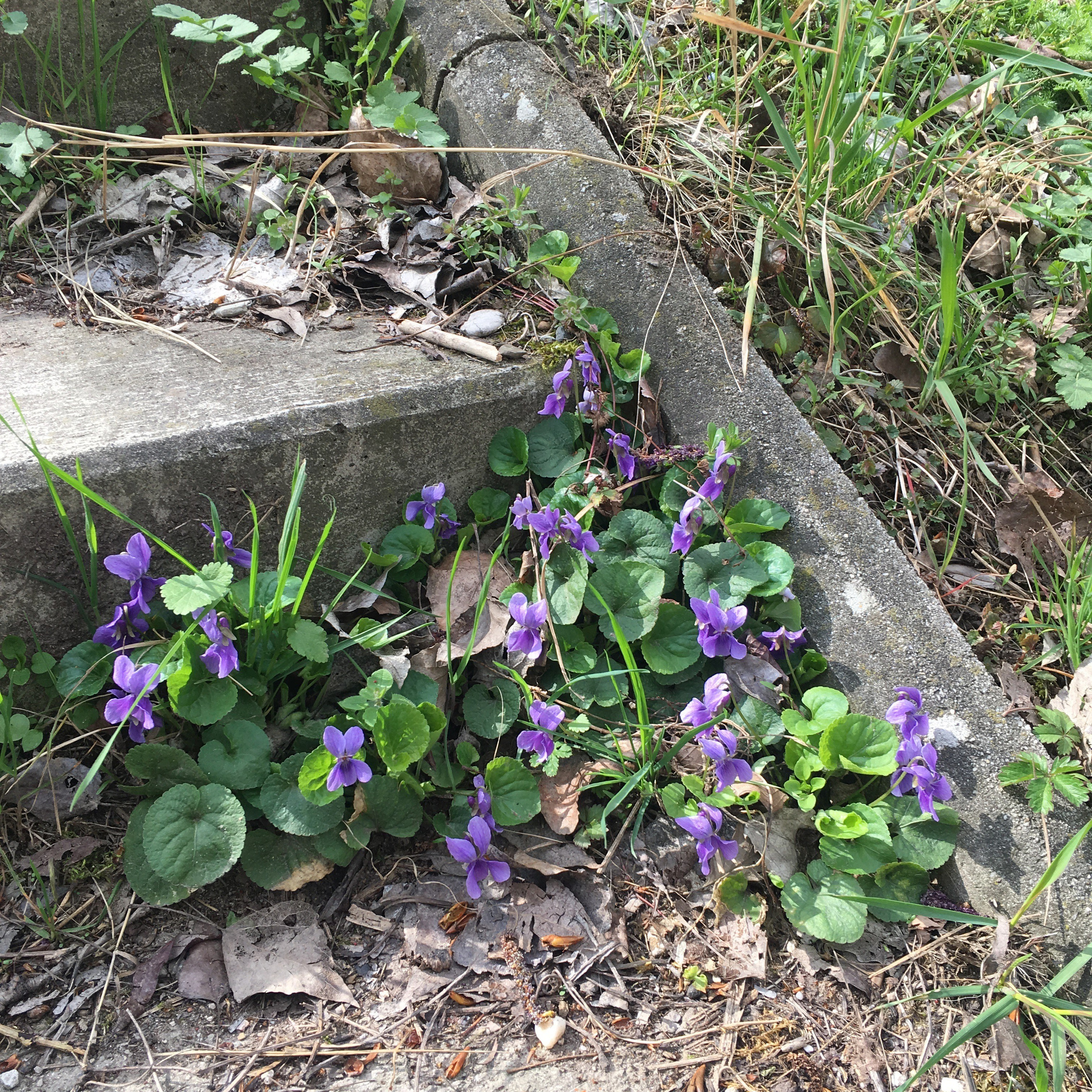 Вена — 19. Своя Мастерская