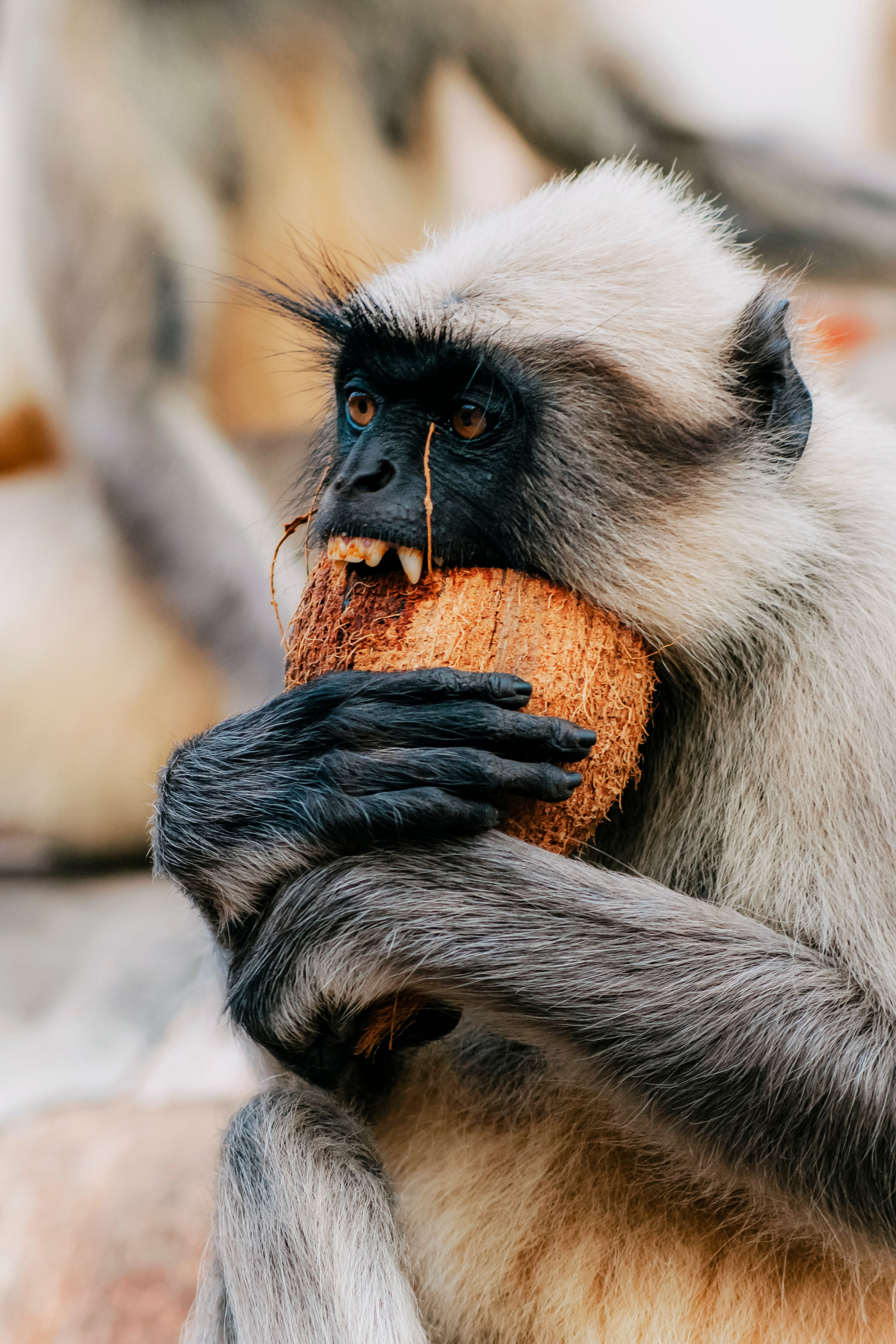 Хампи стрит фото. Iraogo