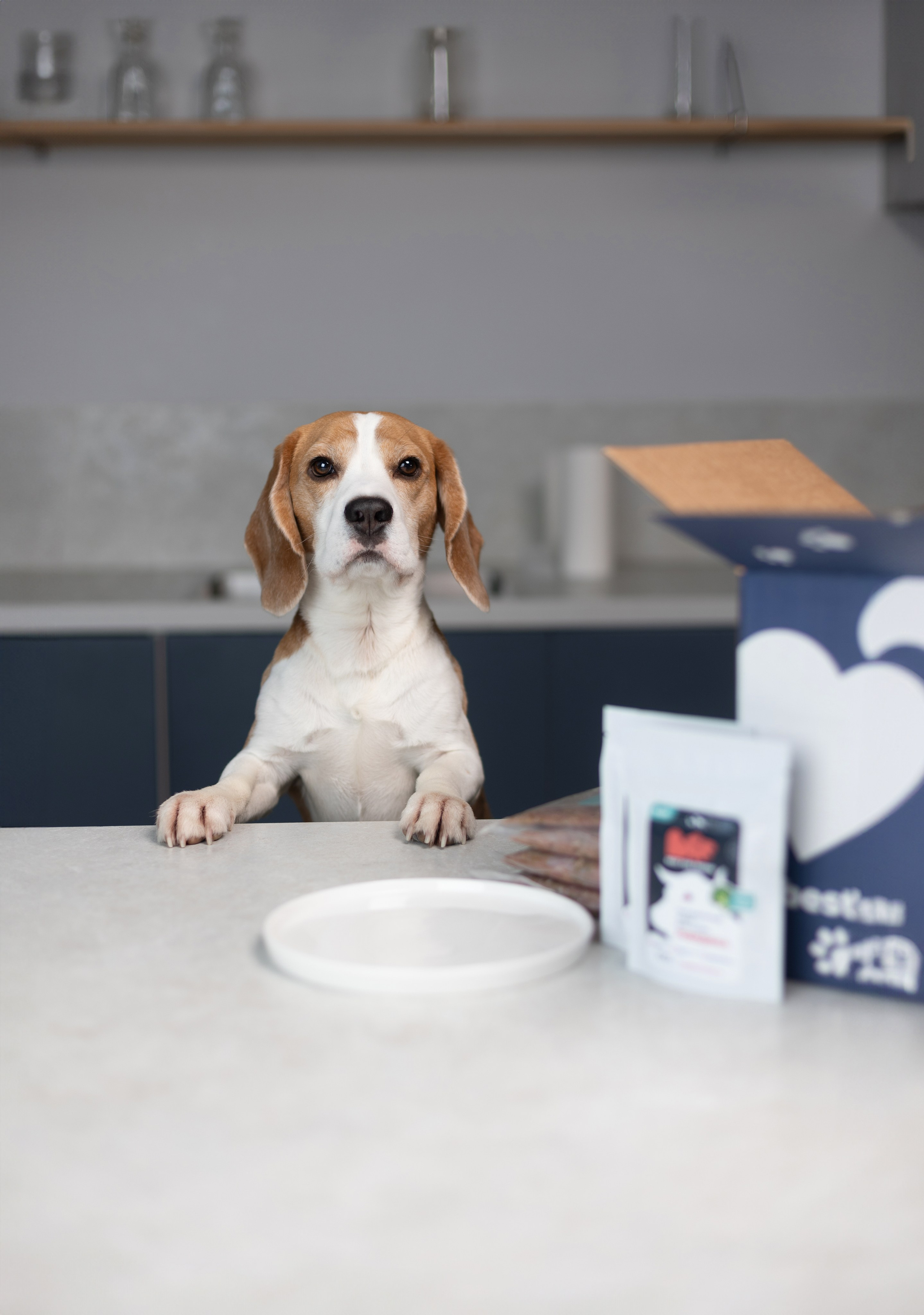 Best for friend (BFF). Фотограф анималист Кристина Карпова, Москва