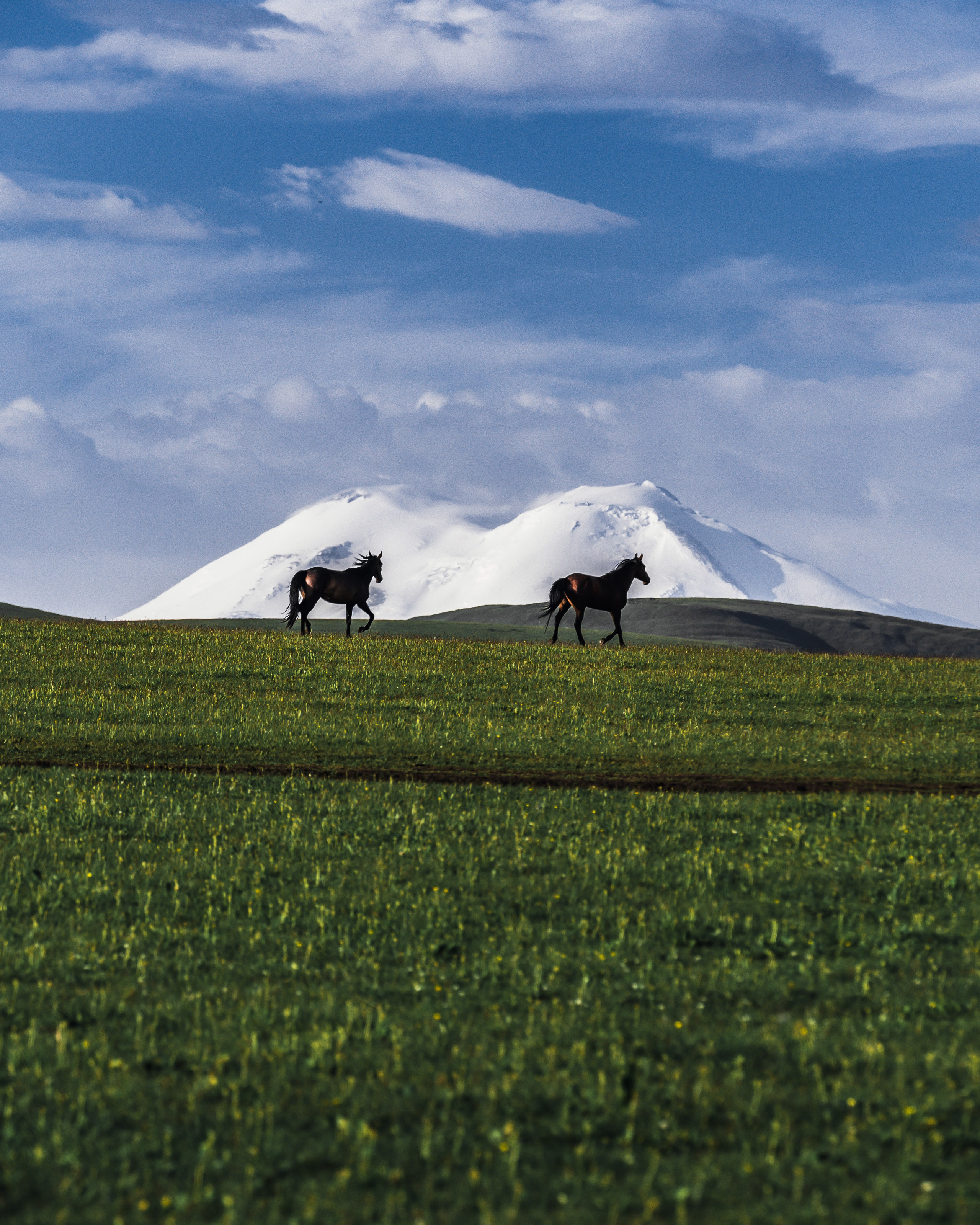 Животные. Репортажный фотограф в Краснодаре Рындин Дмитрий