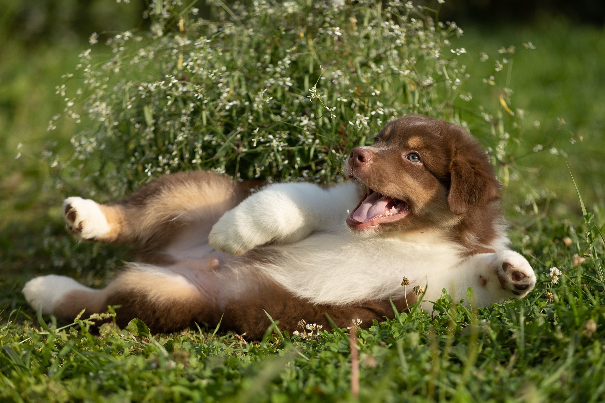 Фотосъёмки щенков. Фотограф-анималист Natalia Deingel | Фотосъемка собак в Москве