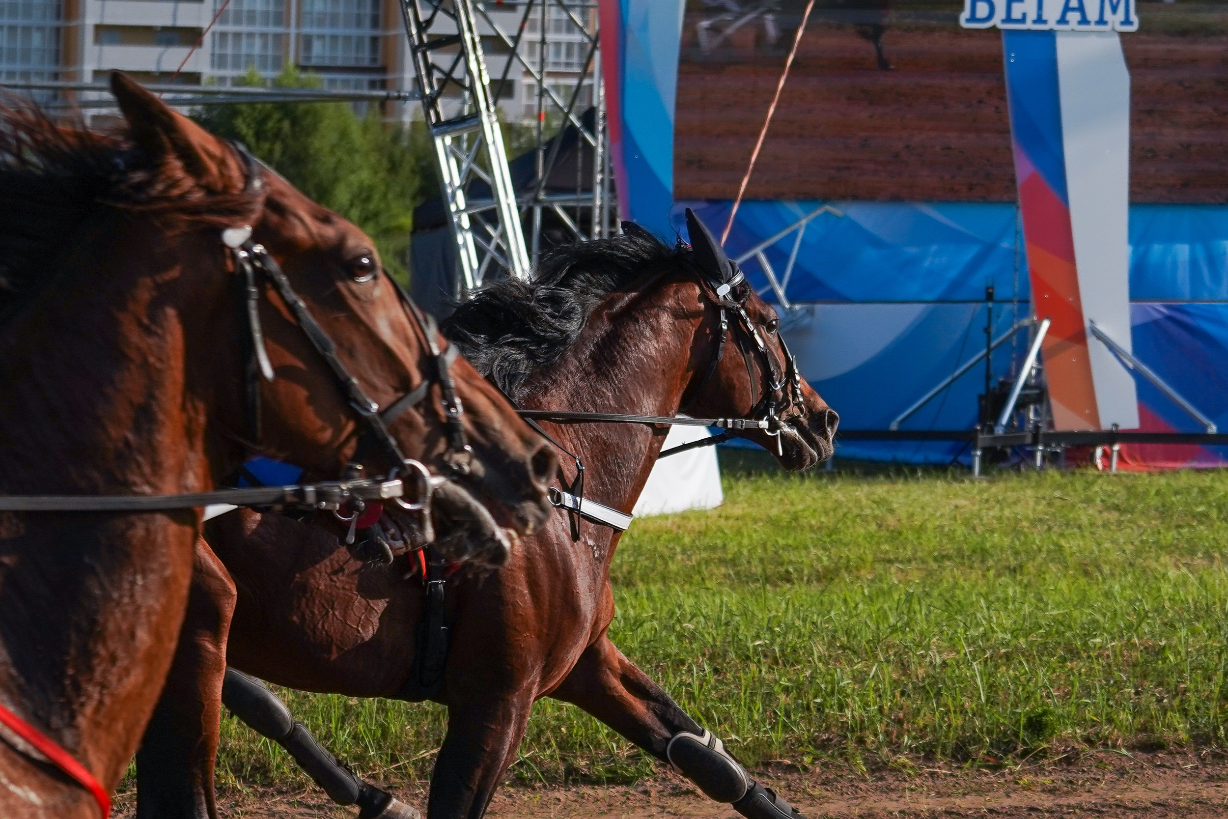 III конные бега на Кубок Главы Чувашии. Фотограф-анималист, портретный фотограф в Чебоксарах Мария Садыкова